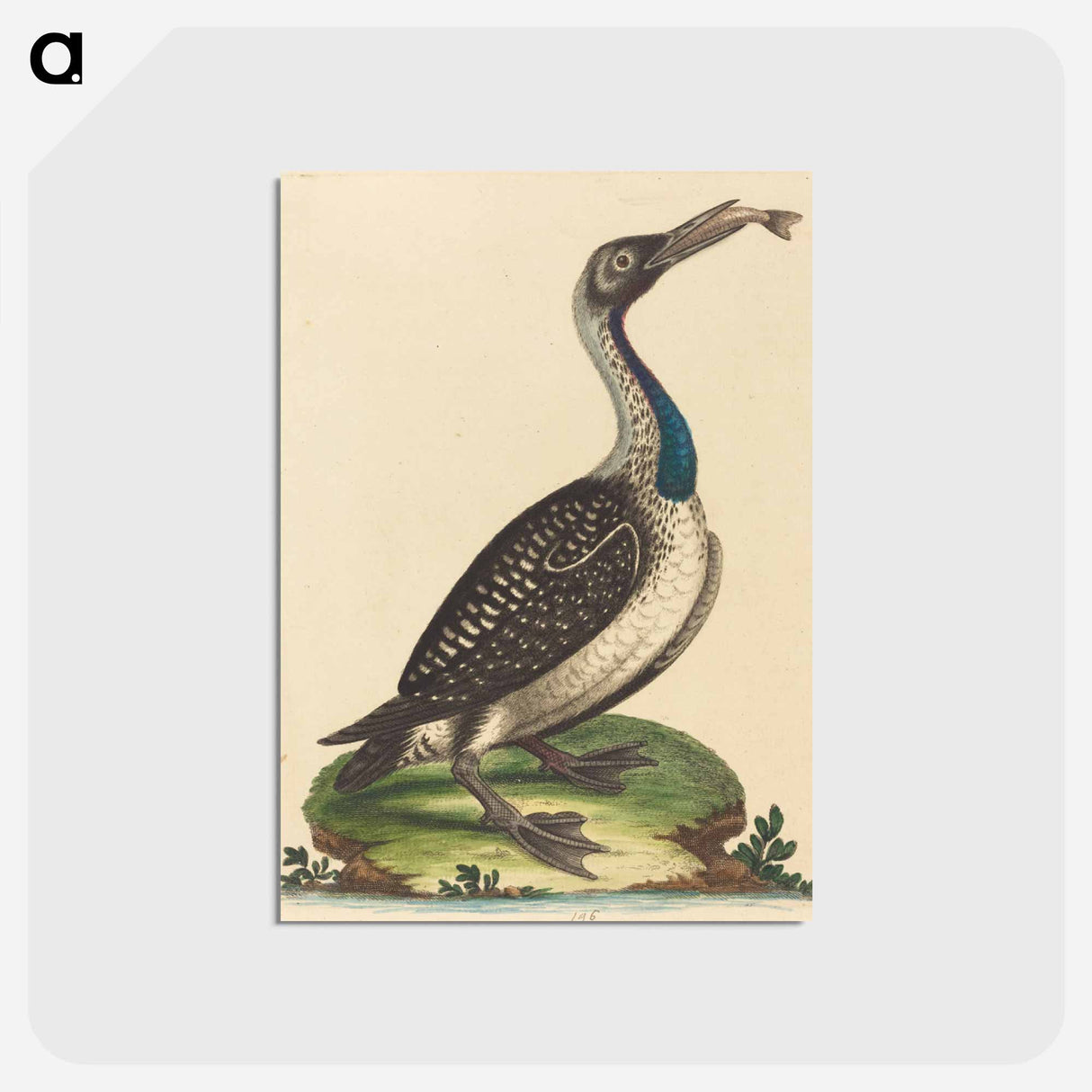 アートポストカード-Black and White Water-Fowl with Blue Throat
- ジョージ エドワーズ Postcard.