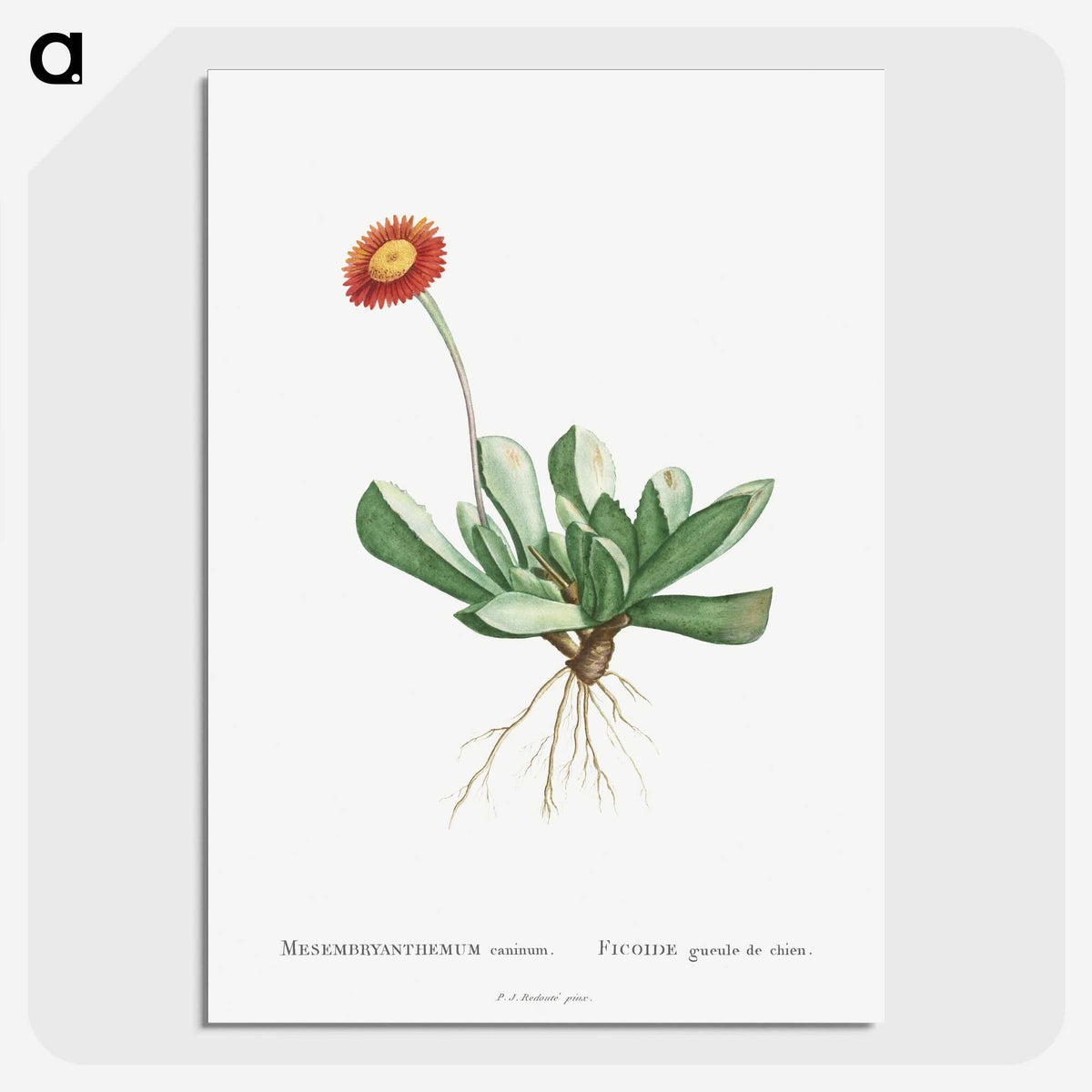 1-40_Histoire-des-Plantes-Grasses_picture-crop