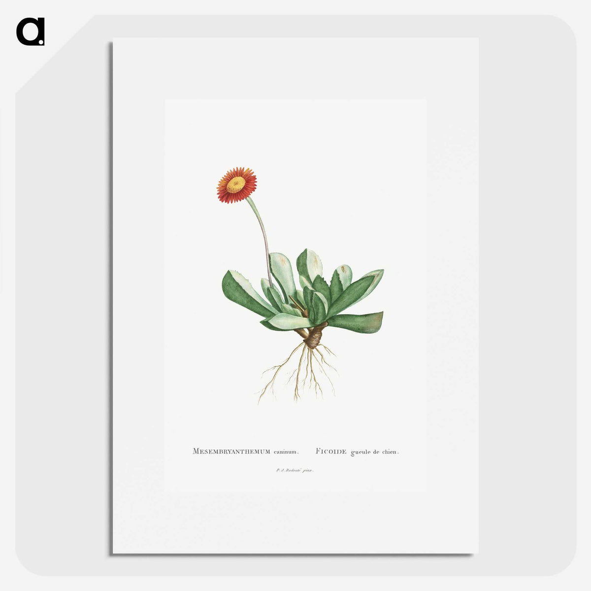 1-40_Histoire-des-Plantes-Grasses_picture