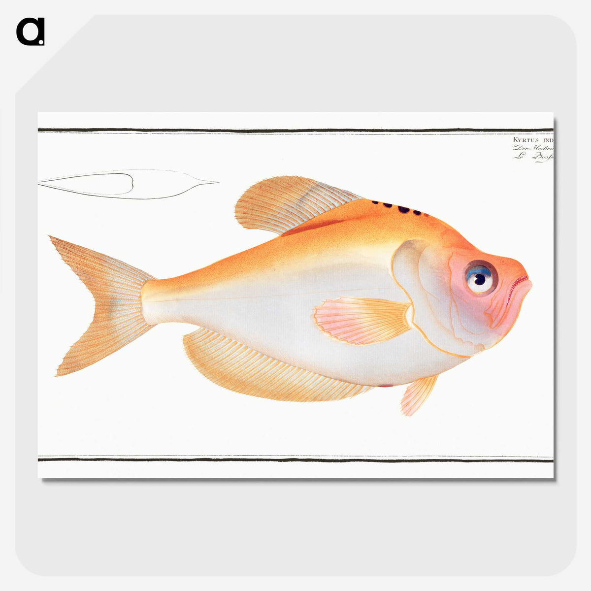 1-40_Ichtyologie-ou-Histoire-naturelle_picture-crop