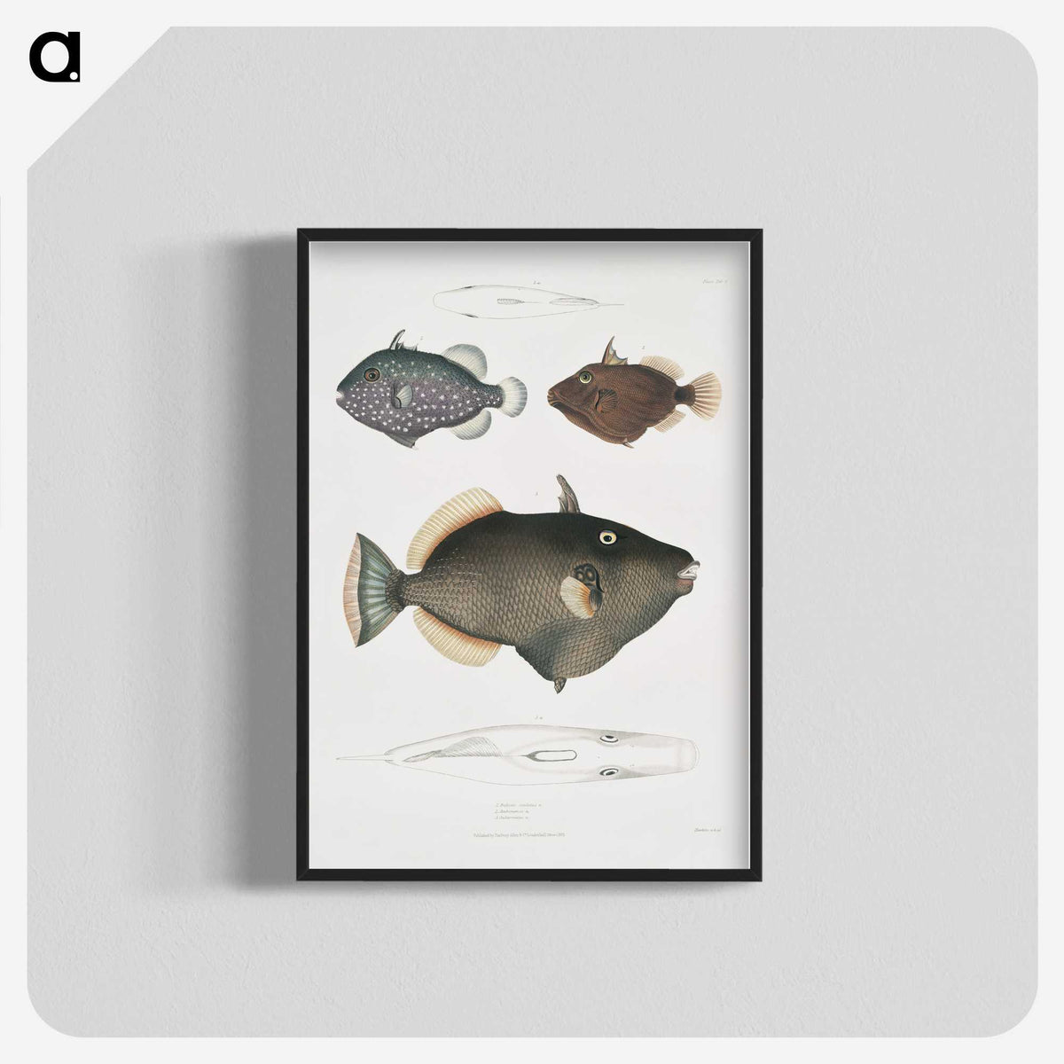 1-40_Indian-Zoology_blk-crop