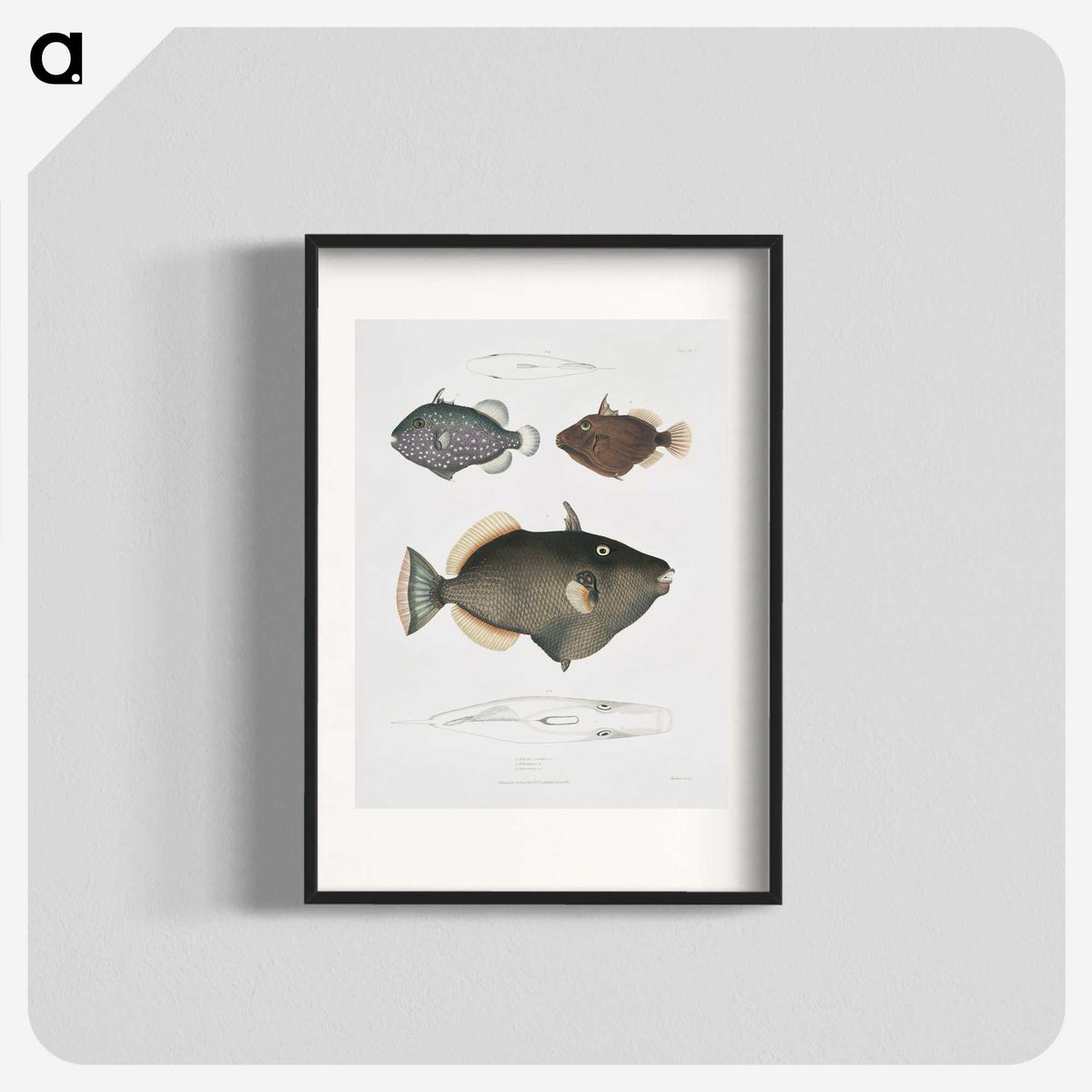 1-40_Indian-Zoology_blk