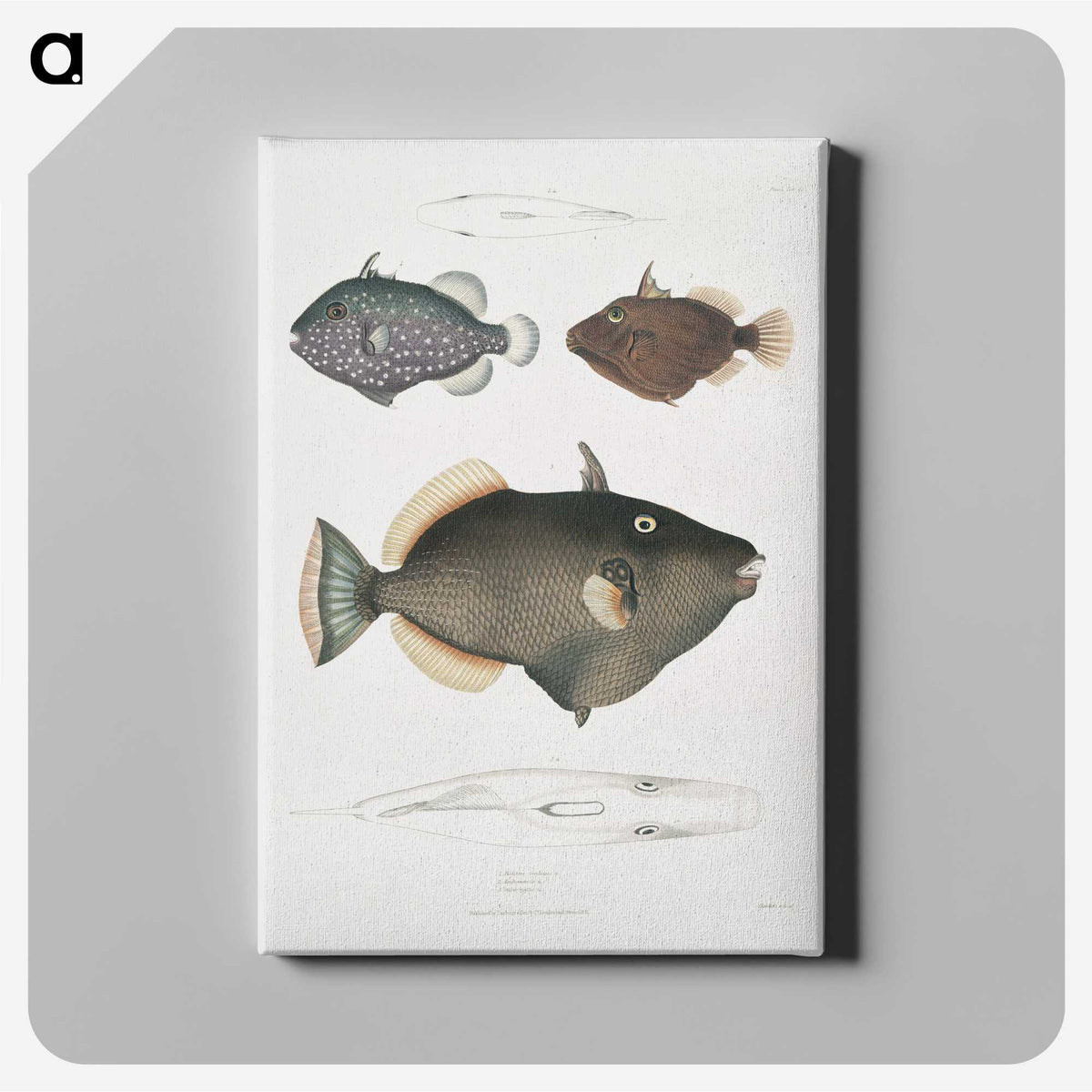 1-40_Indian-Zoology_canvas