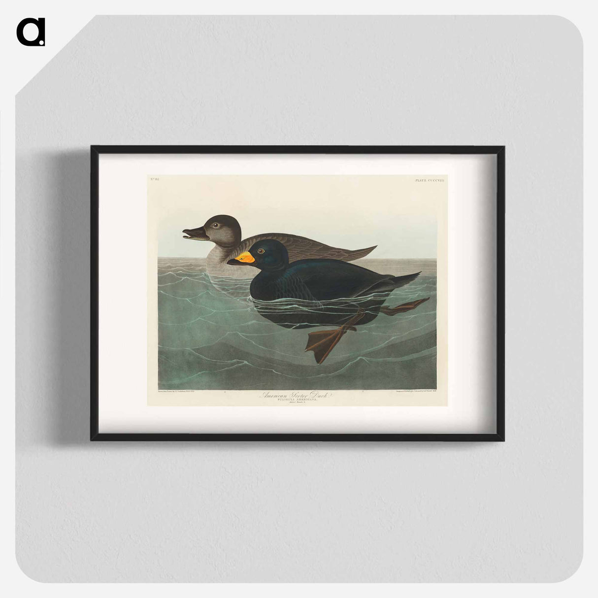 アートポスター-American Scoter Duck
- ジョン ジェームス オーデュボン Poster.