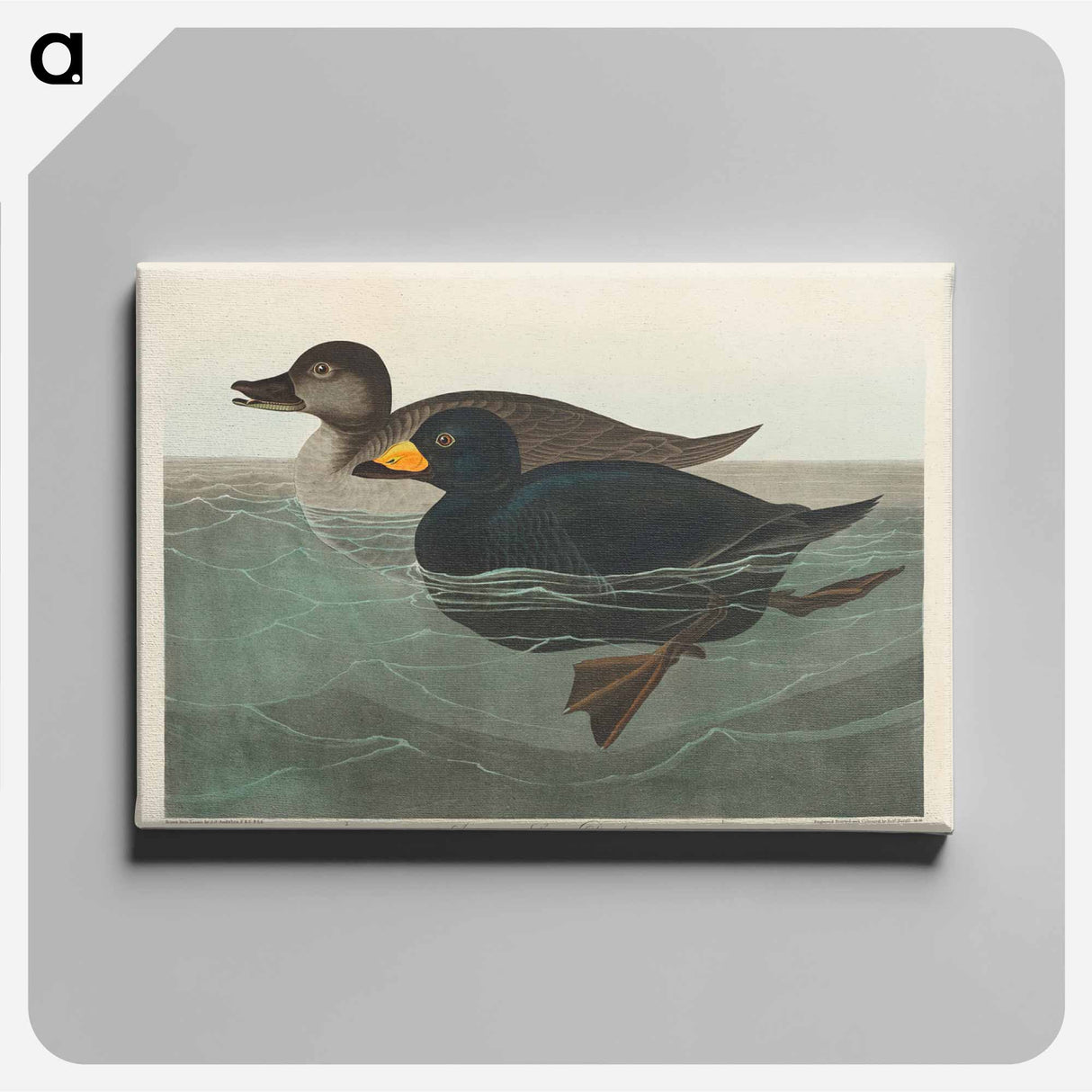 アートパネル-American Scoter Duck
- ジョン ジェームス オーデュボン Canvas.