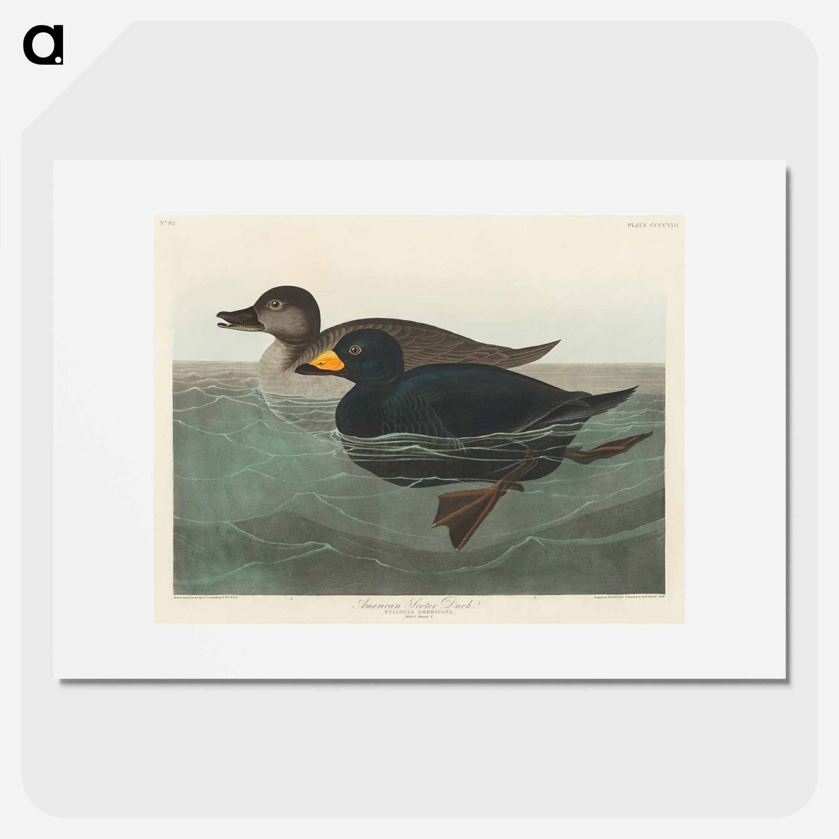 アートポスター-American Scoter Duck
- ジョン ジェームス オーデュボン Poster.