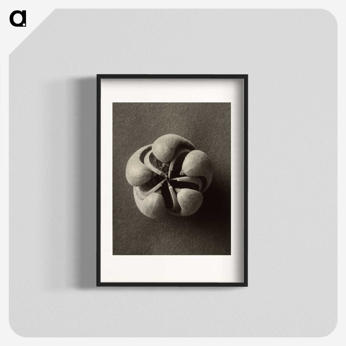 1-40_Karl-Blossfeldt_blk