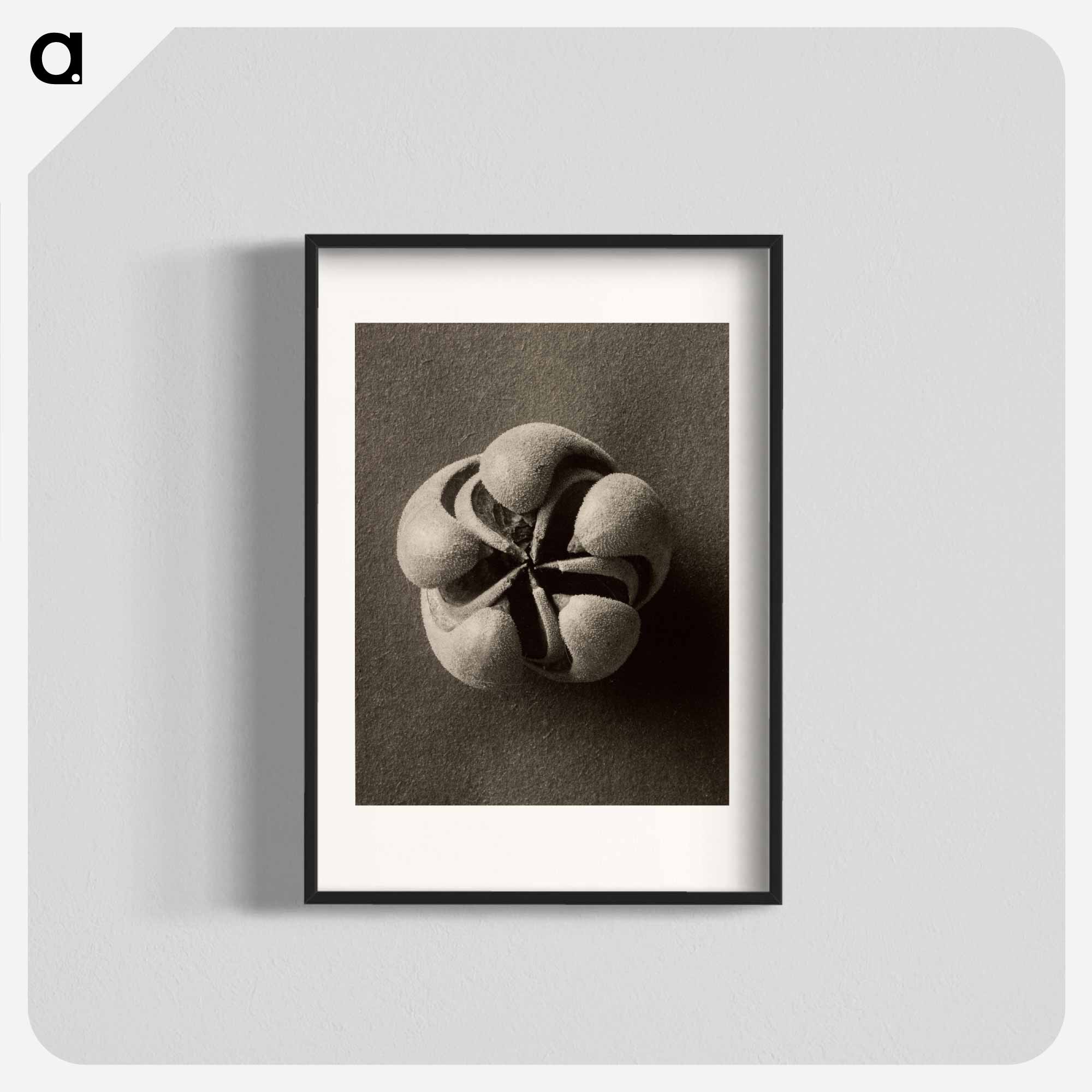 カール ブロスフェルトのアートポスター｜artgraph. - インテリアに