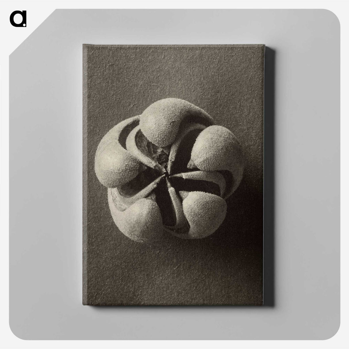1-40_Karl-Blossfeldt_canvas