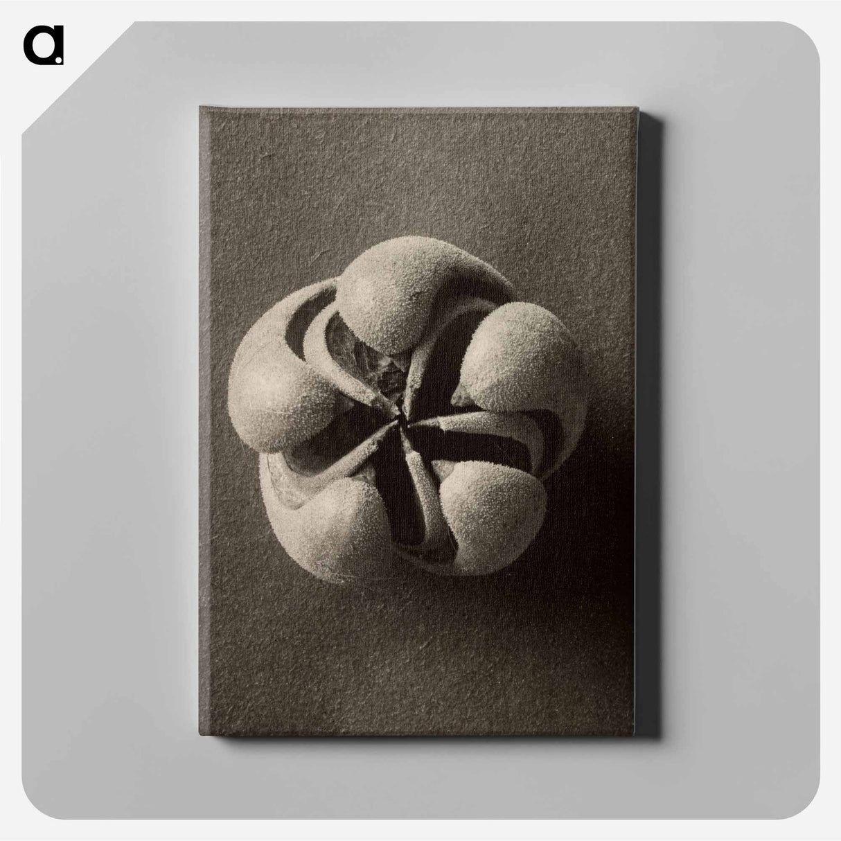 Blumenbachia hieronymi - カール ブロスフェルト Canvas.