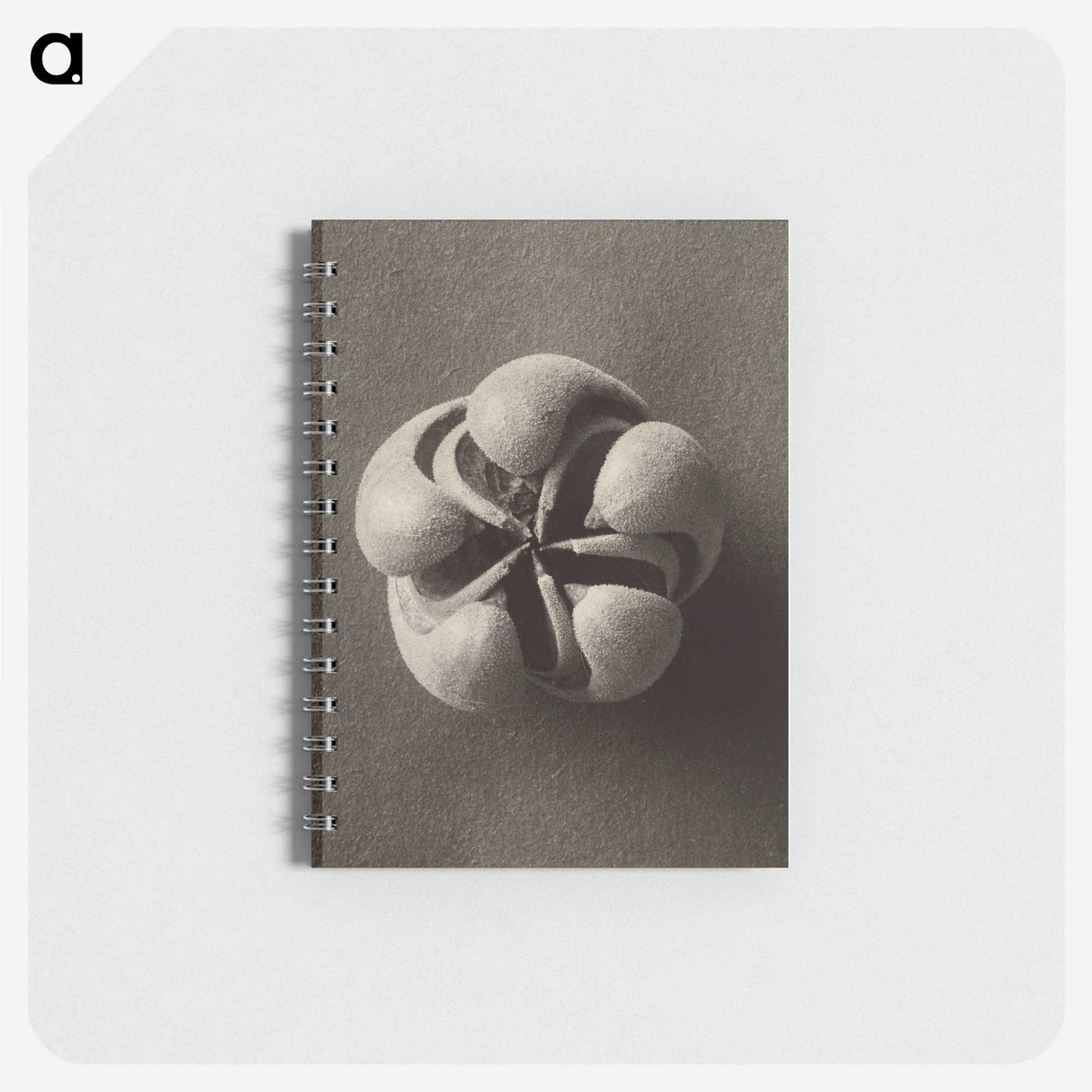 1-40_Karl-Blossfeldt_memo