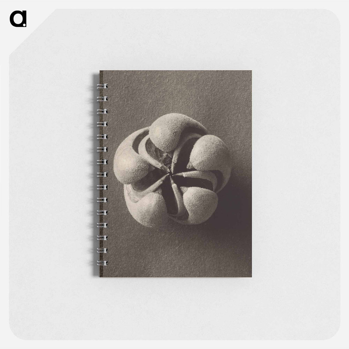 Blumenbachia hieronymi - カール ブロスフェルト Memo.