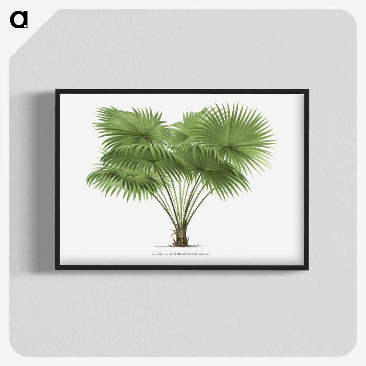 1-40_Les-Palmiers-Histoire-Iconographique_blk-crop