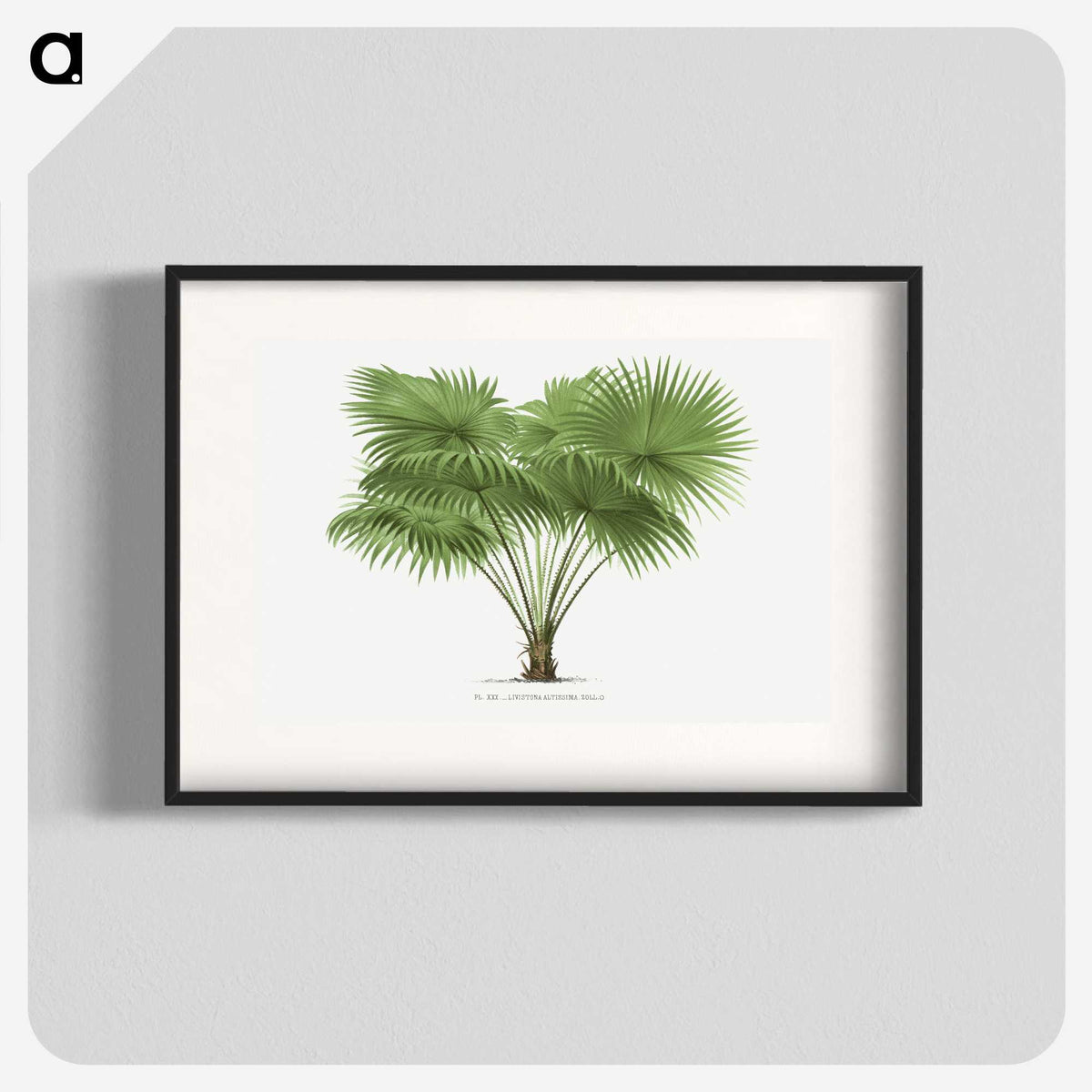 1-40_Les-Palmiers-Histoire-Iconographique_blk