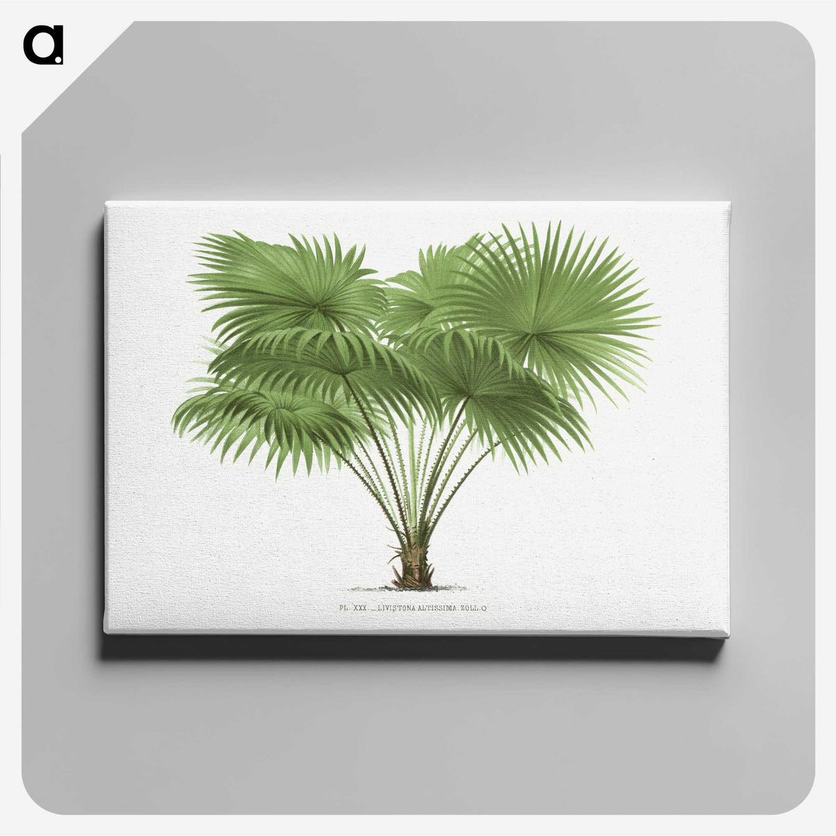 1-40_Les-Palmiers-Histoire-Iconographique_canvas
