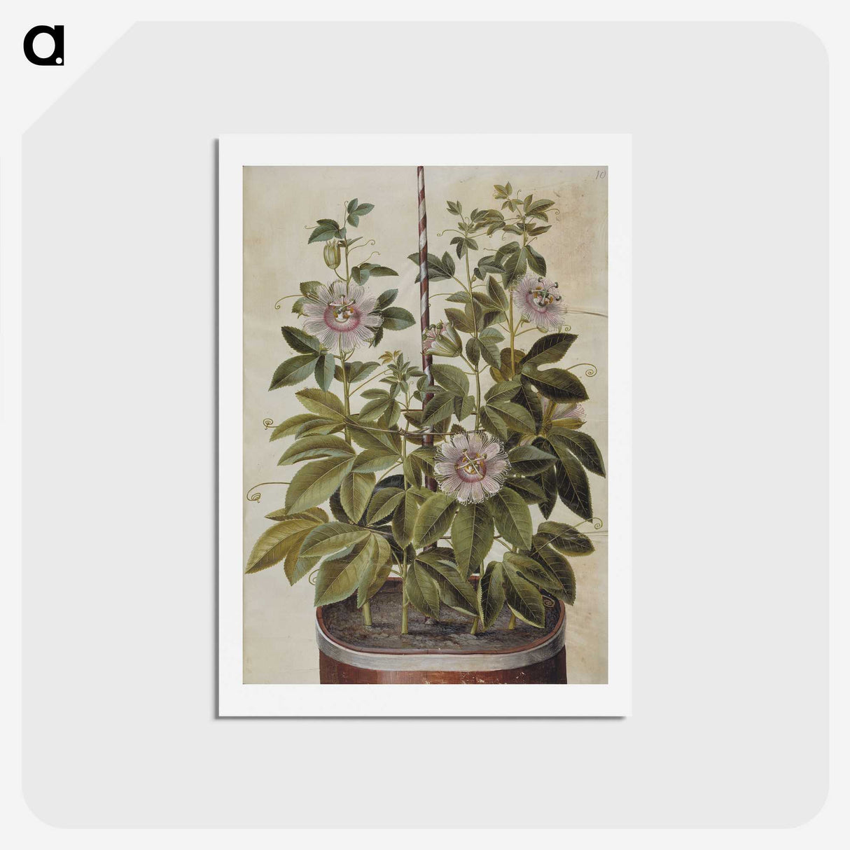 1-40_Maria-Sibylla-Merian_hagaki
