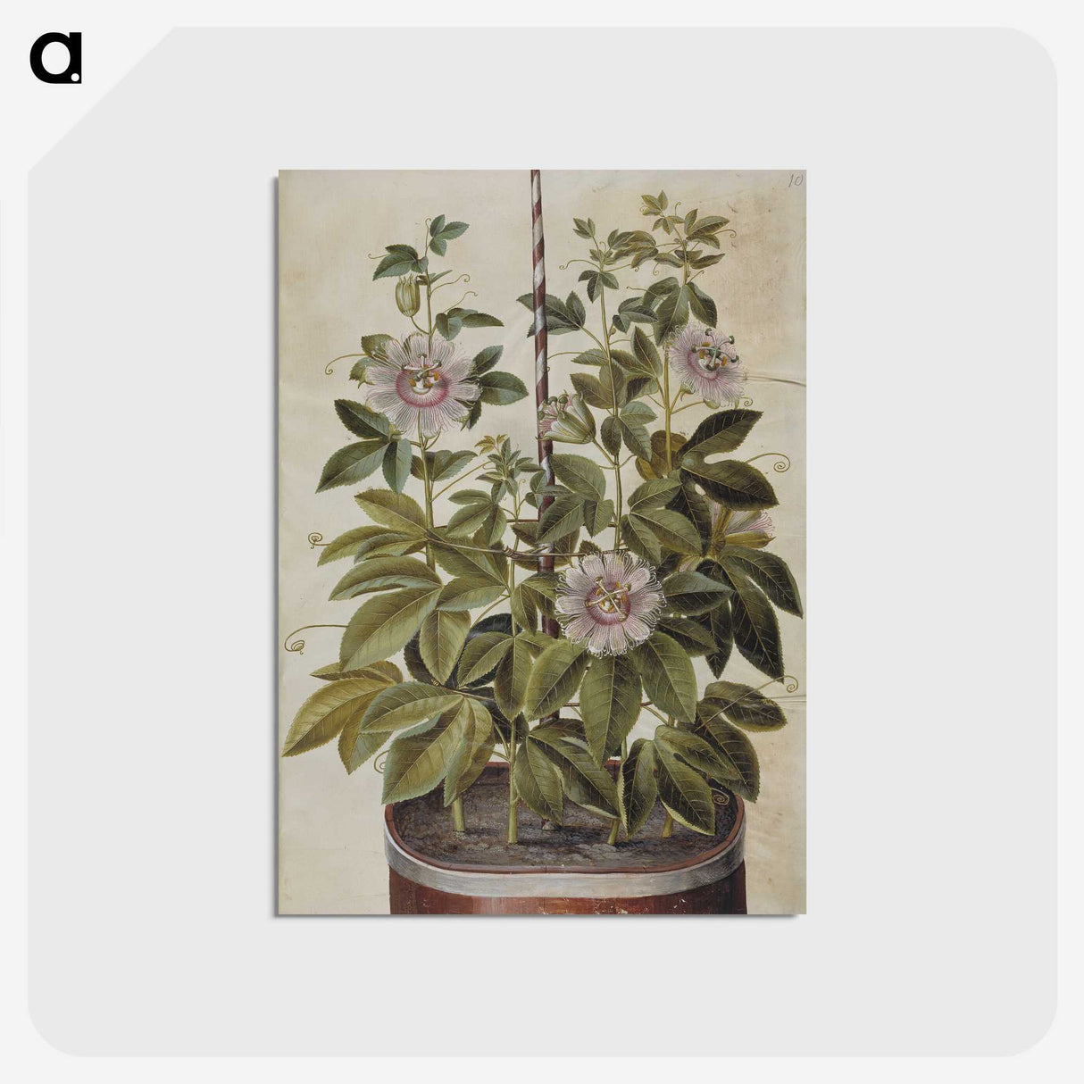1-40_Maria-Sibylla-Merian_postcard