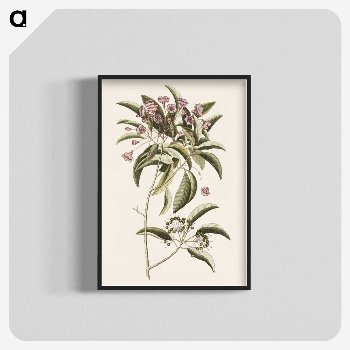 1-40_Mark-Catesby_blk-crop