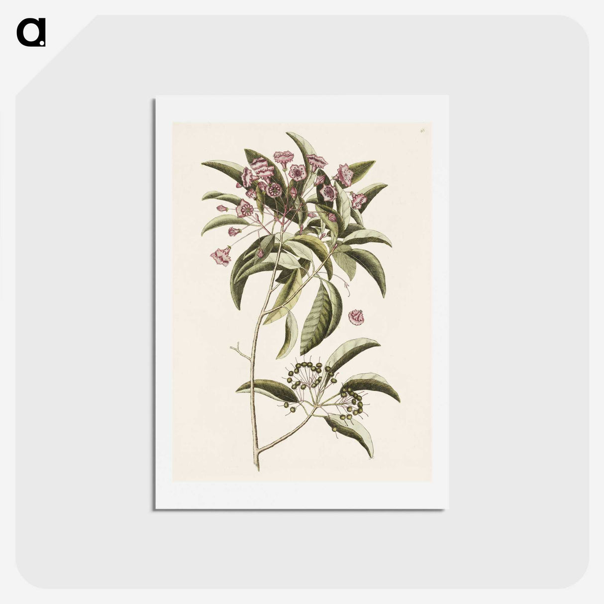 1-40_Mark-Catesby_hagaki