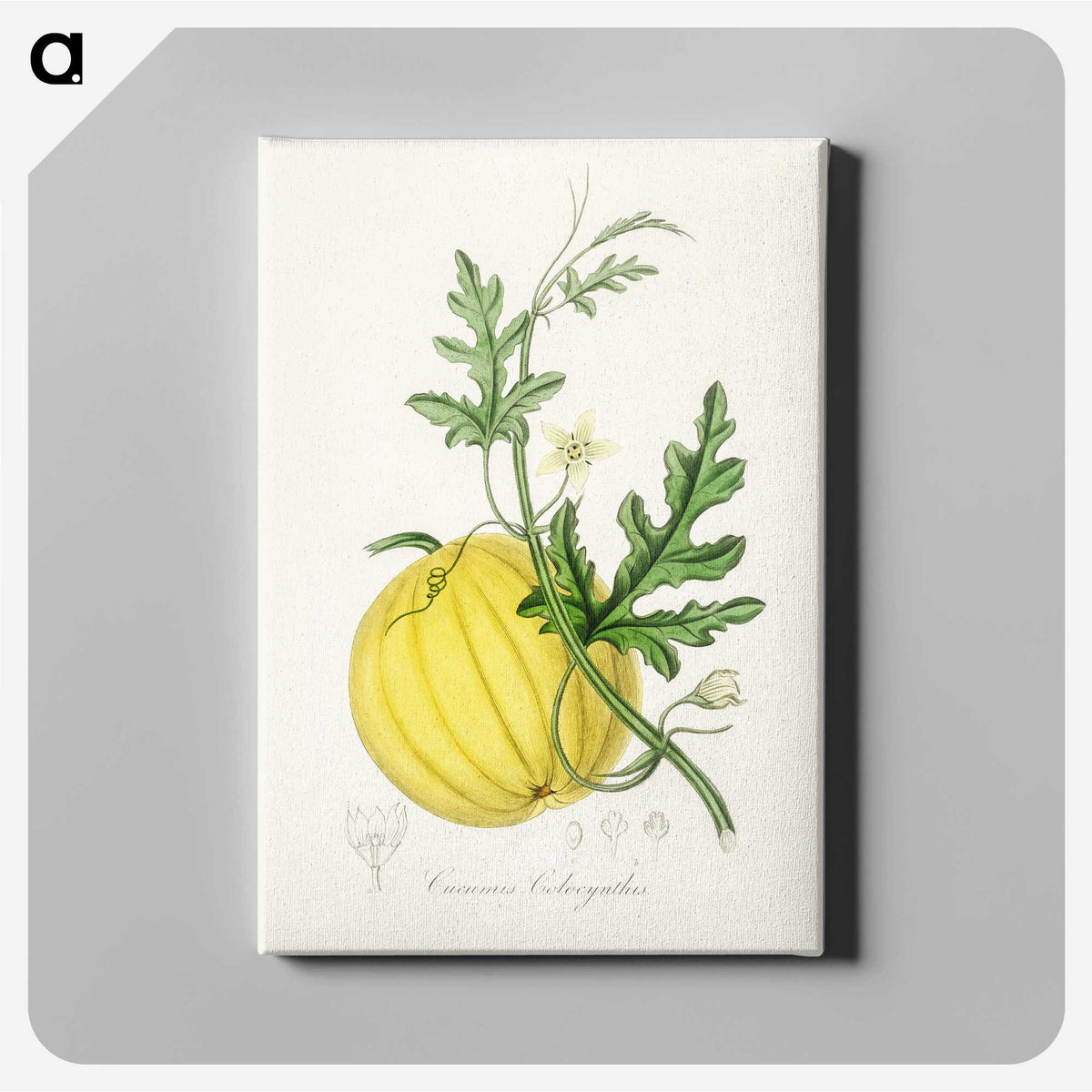 1-40_Medical-Botany_canvas