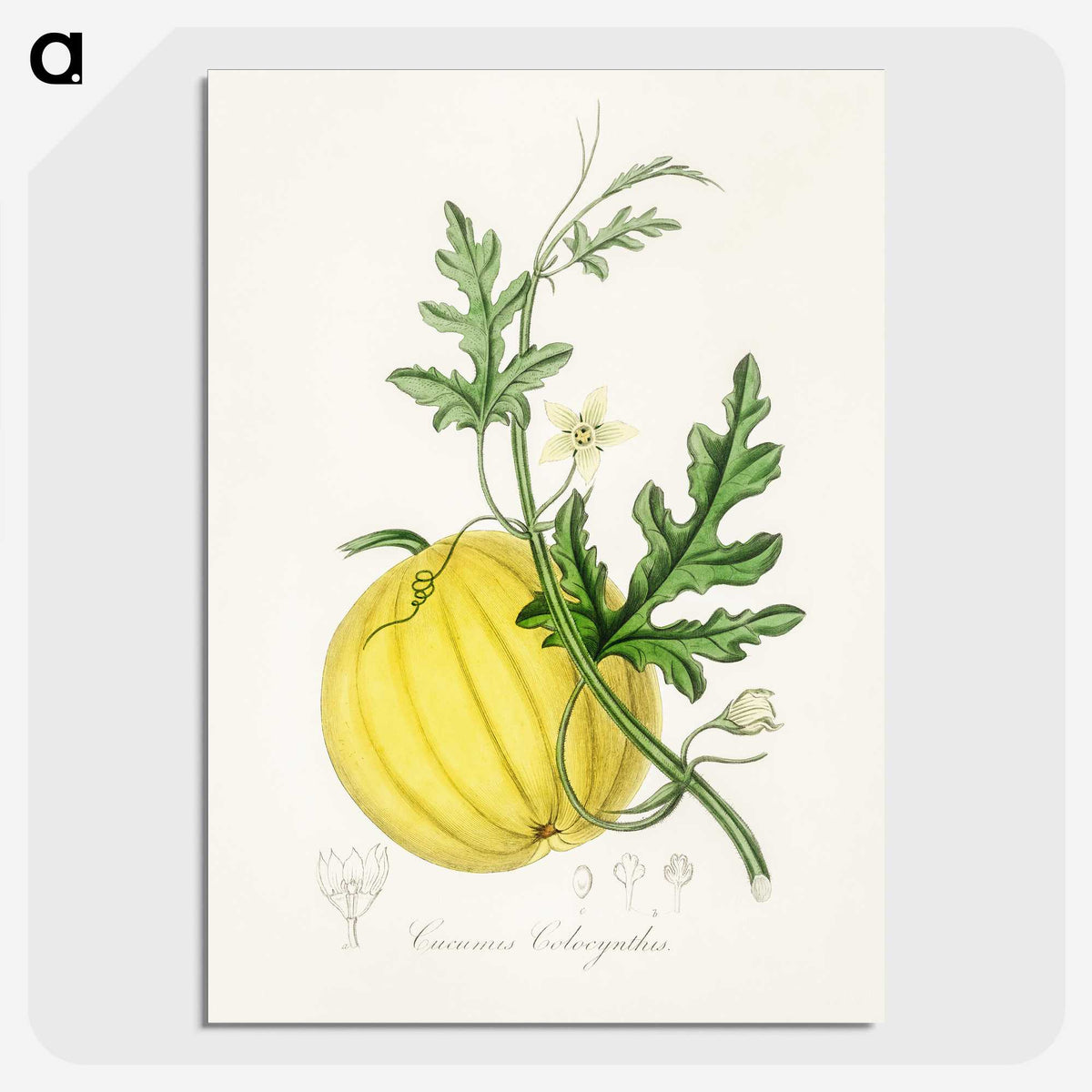 1-40_Medical-Botany_picture-crop