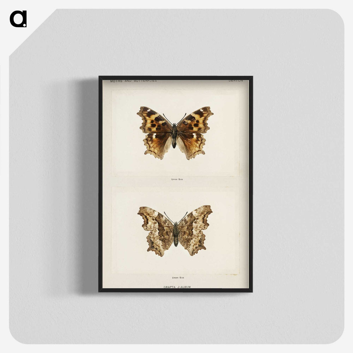 1-40_Moths-and-Butterflies-of-the-United-States_blk-crop
