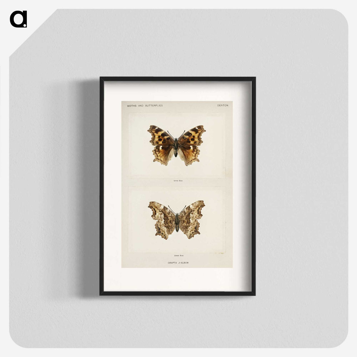 1-40_Moths-and-Butterflies-of-the-United-States_blk