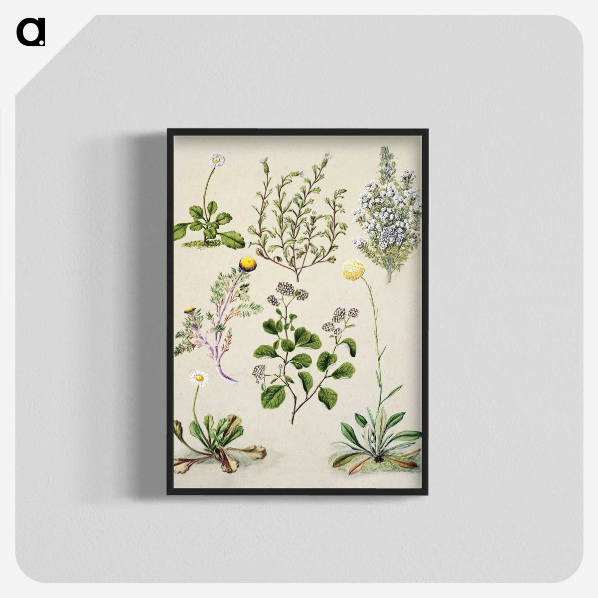 1-40_Native-Flowering-Plants-of-New-Zealand_blk-crop