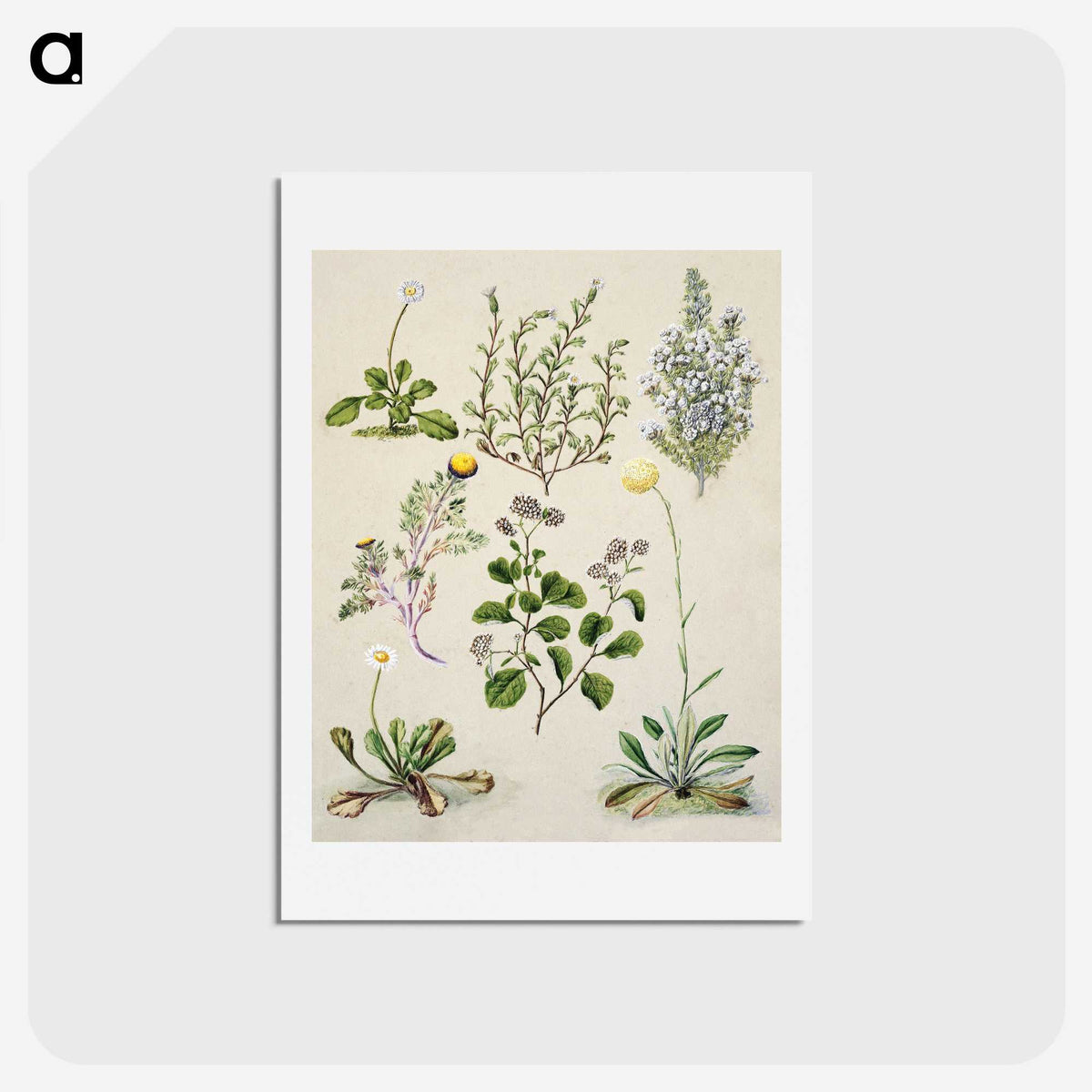 1-40_Native-Flowering-Plants-of-New-Zealand_hagaki