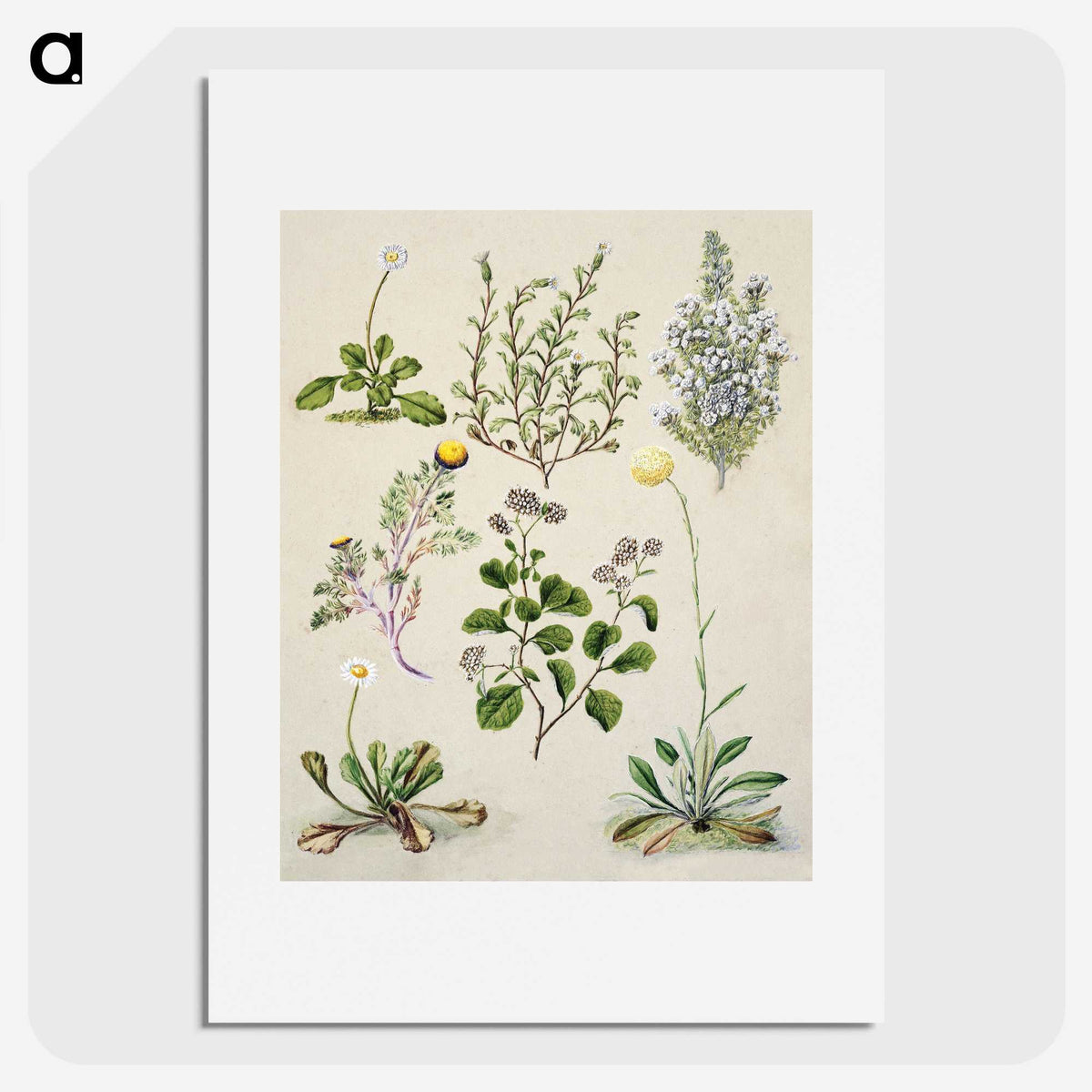 1-40_Native-Flowering-Plants-of-New-Zealand_picture