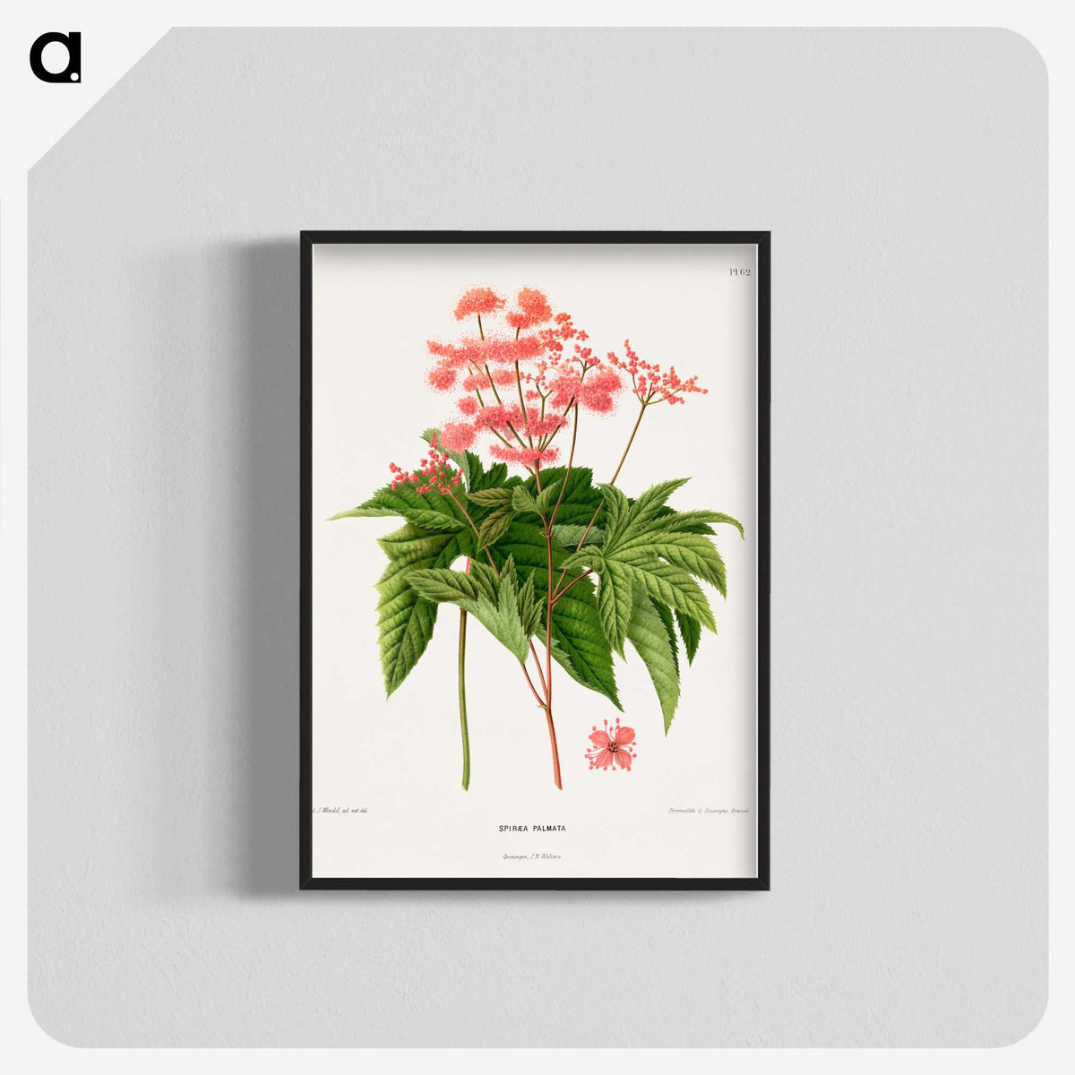 1-40_Nederlandsche-Flora-en-Pomona_blk-crop