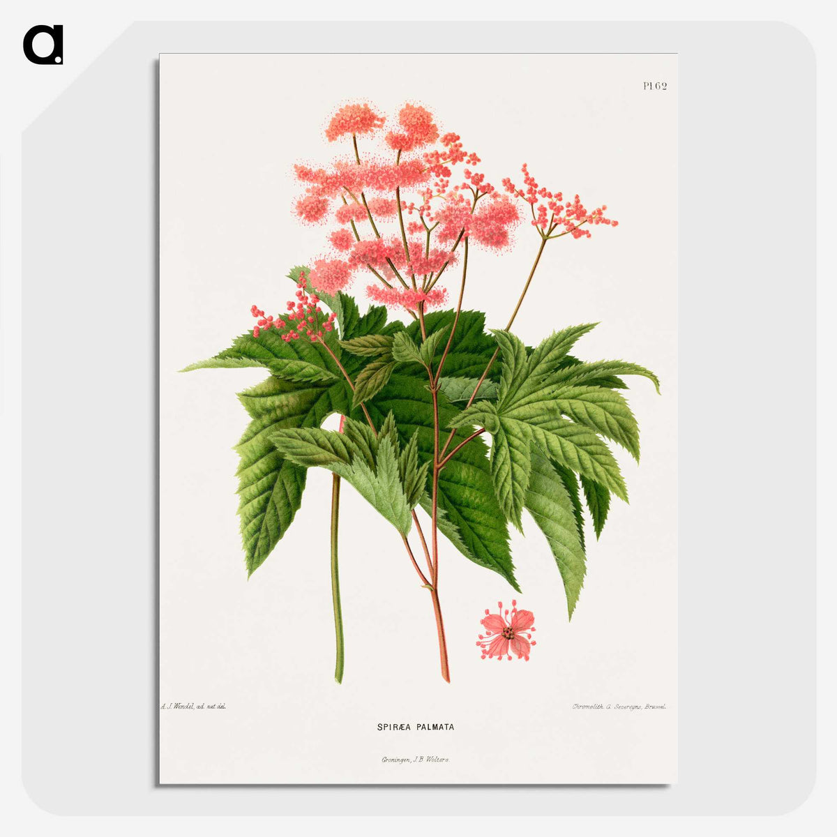 1-40_Nederlandsche-Flora-en-Pomona_picture-crop