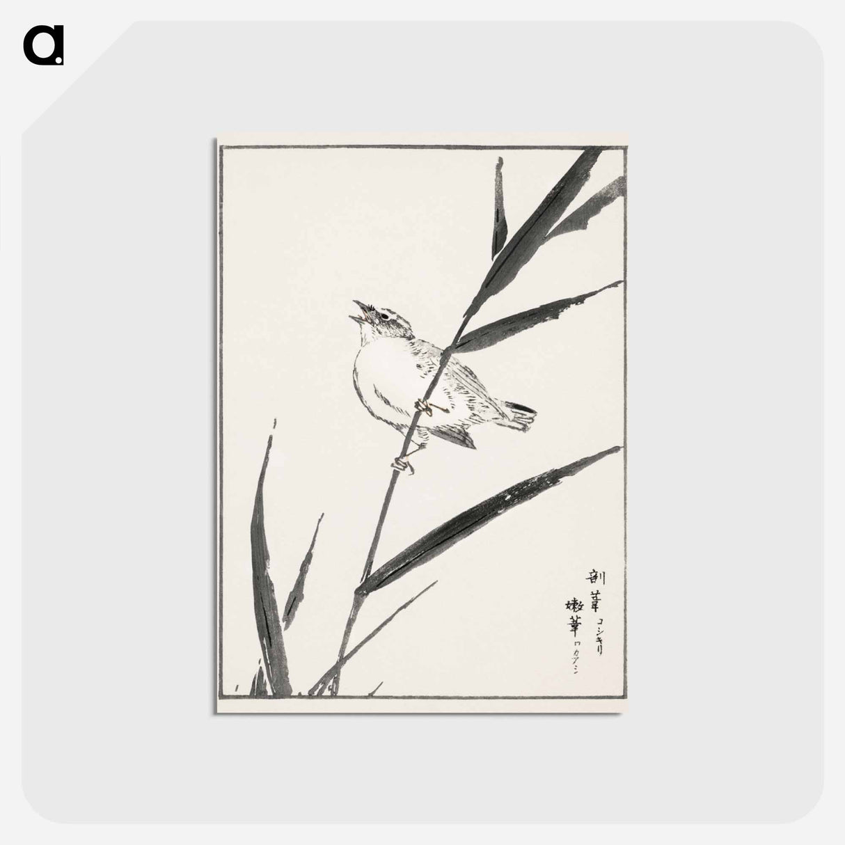 アートポストカード-Reed-Bunting and Reed
- 鳥類図鑑 Postcard.