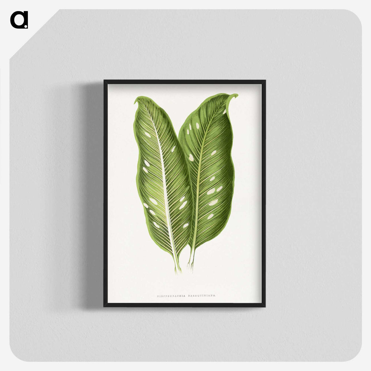 1-40_Plants-with-Colored-Foliage_blk-crop