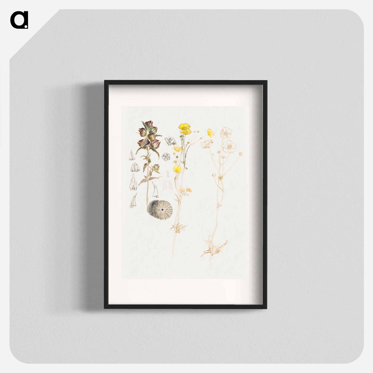 Buttercups, Mt. Desert - サミュエル コールマン Poster.