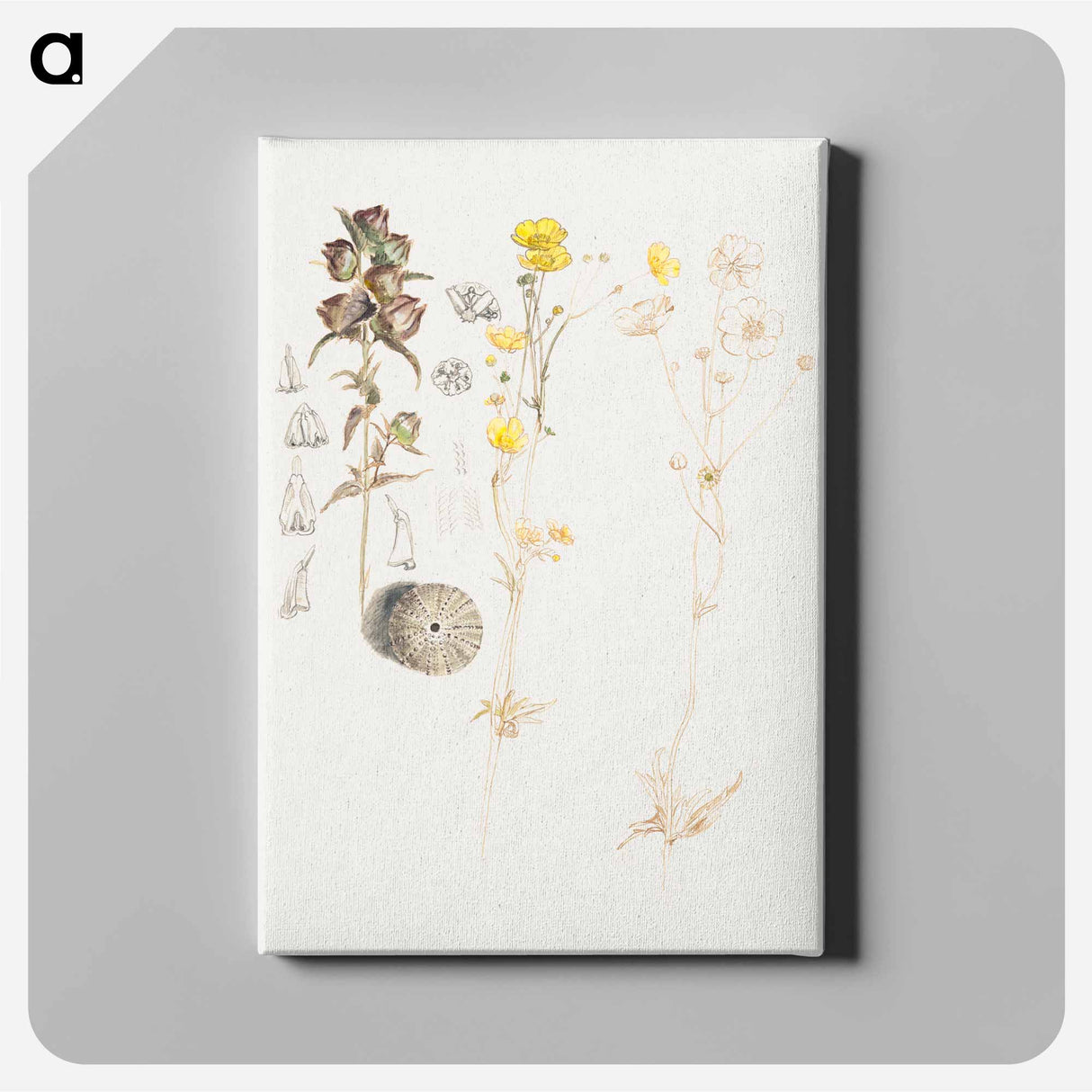 アートパネル-Buttercups, Mt. Desert - サミュエル コールマン Canvas.