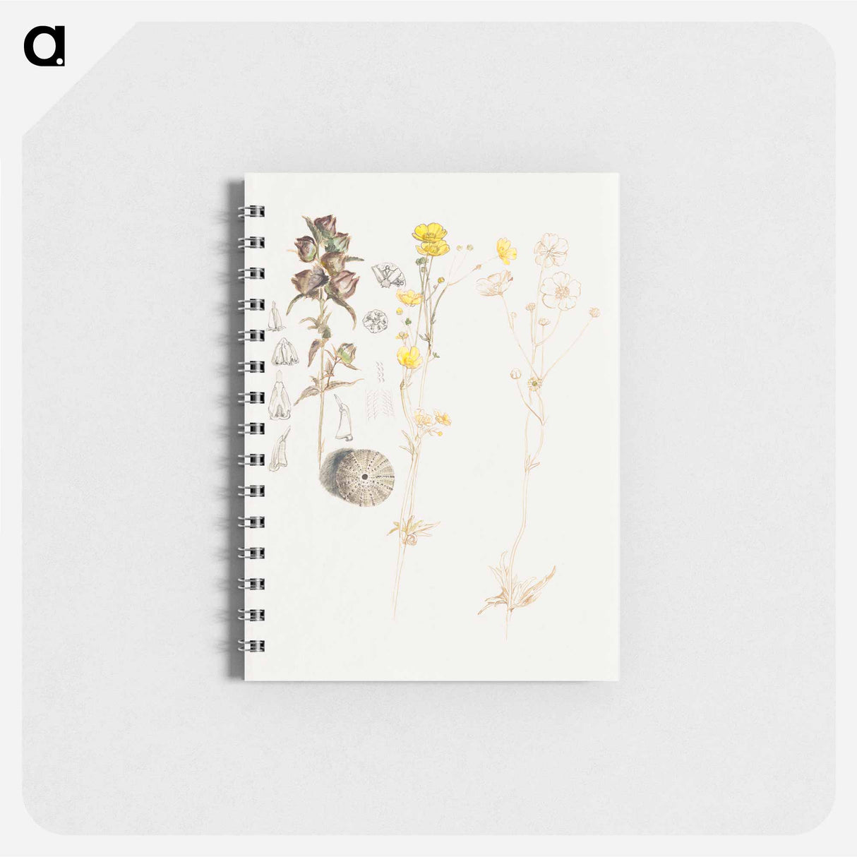 アートメモ帳-Buttercups, Mt. Desert - サミュエル コールマン Memo.