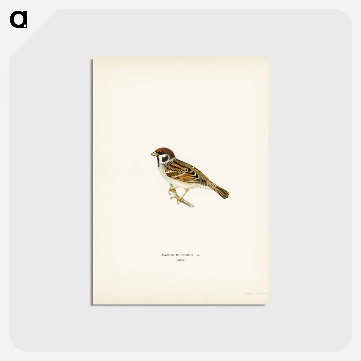 アートポストカード-Eurasian Tree Sparrow
- スヴェンスカ フォグラル Postcard.