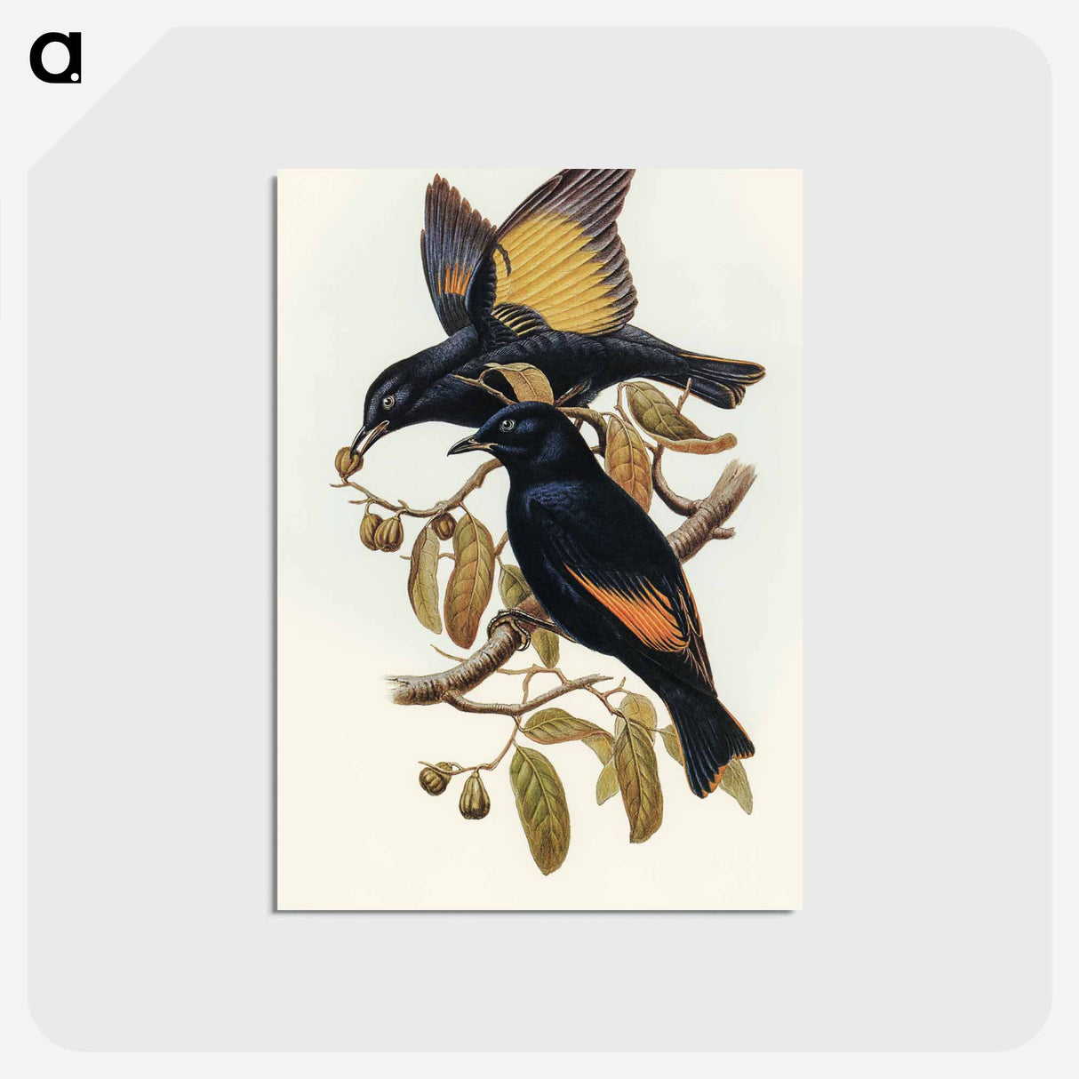 アートポストカード-Rawnsley's Bower-bird
- オーストラリアの鳥 Postcard.