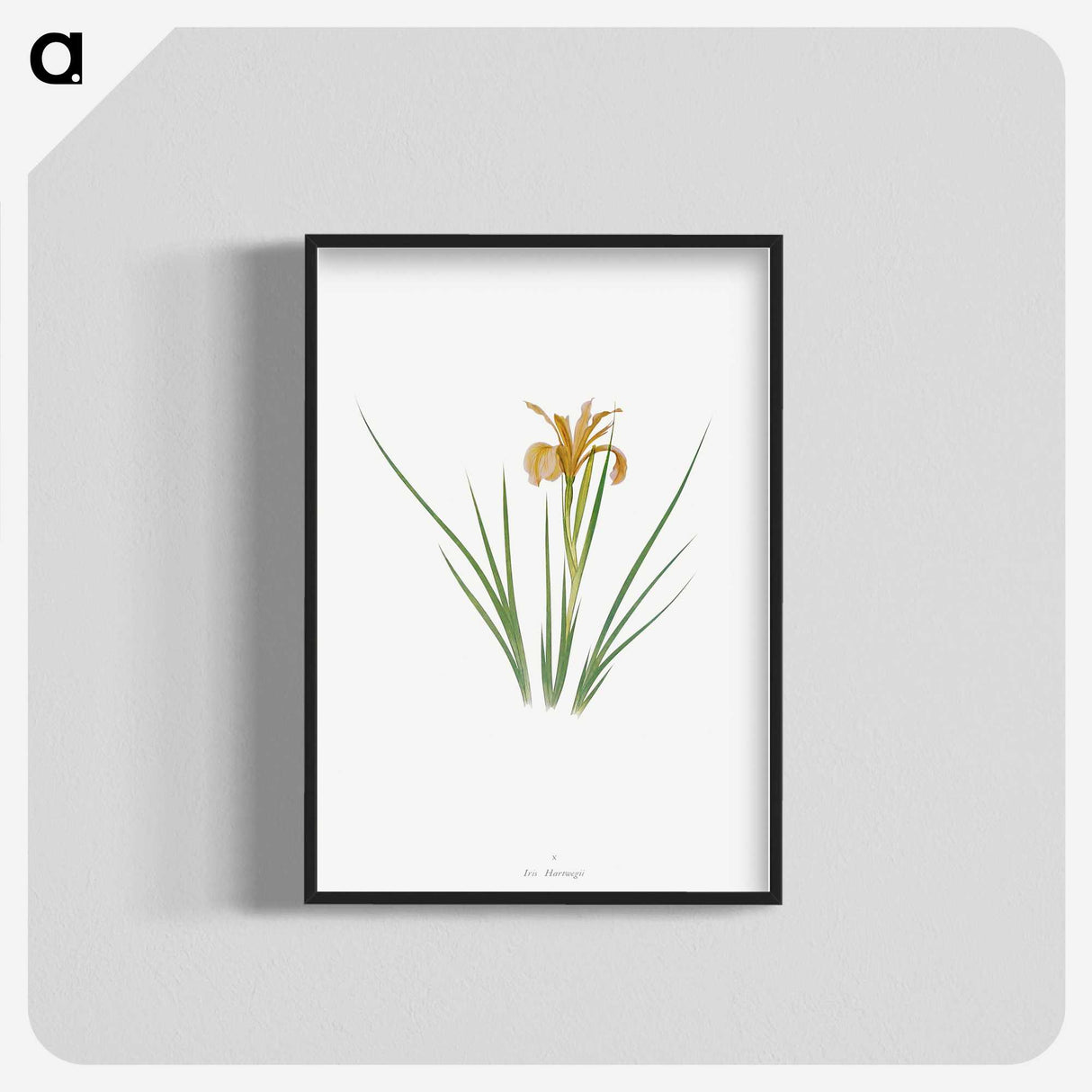 1-40_The-Genus-Iris_blk-crop