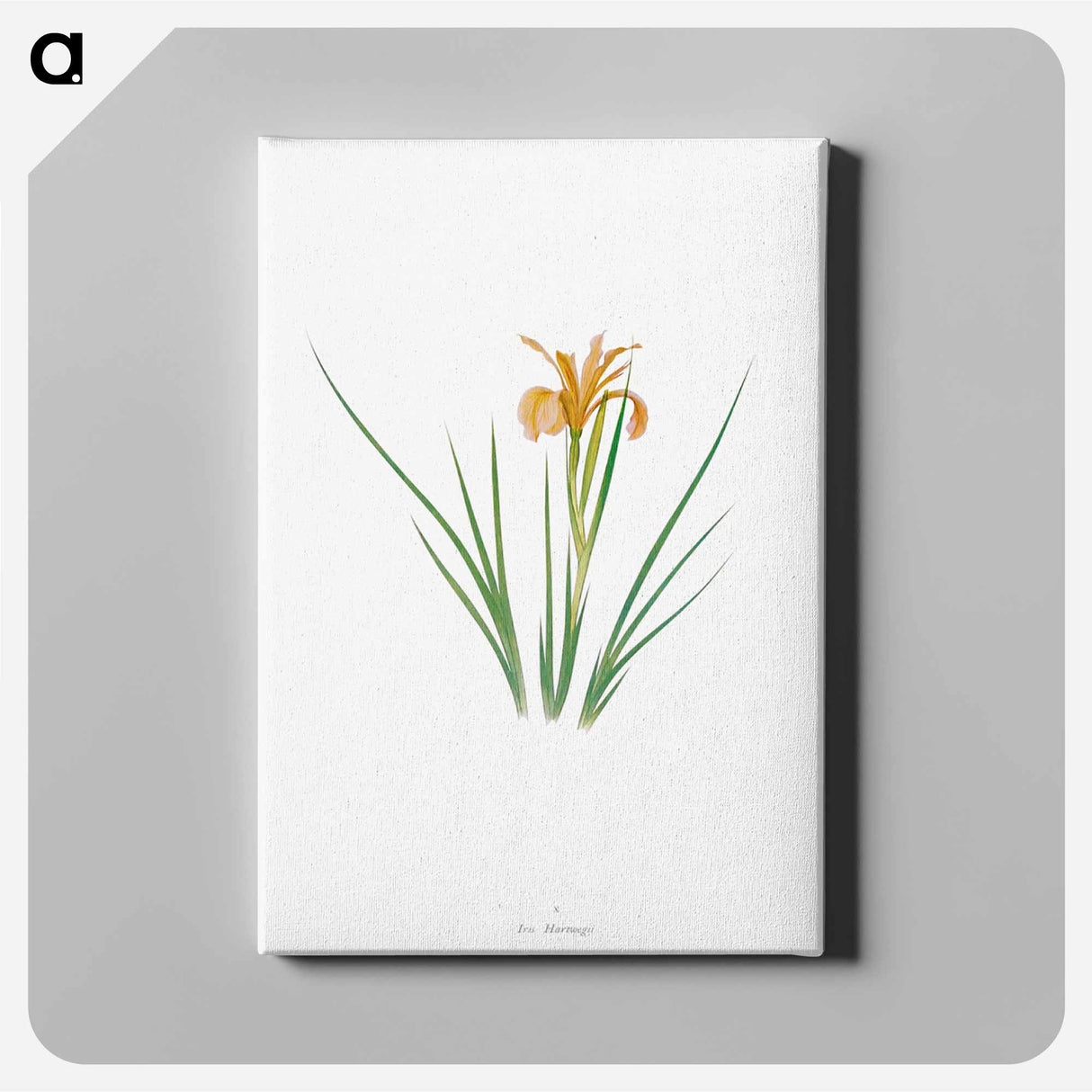 アートパネル-Iris Hartwegii from The Genus Iris
- アヤメ属 Canvas.