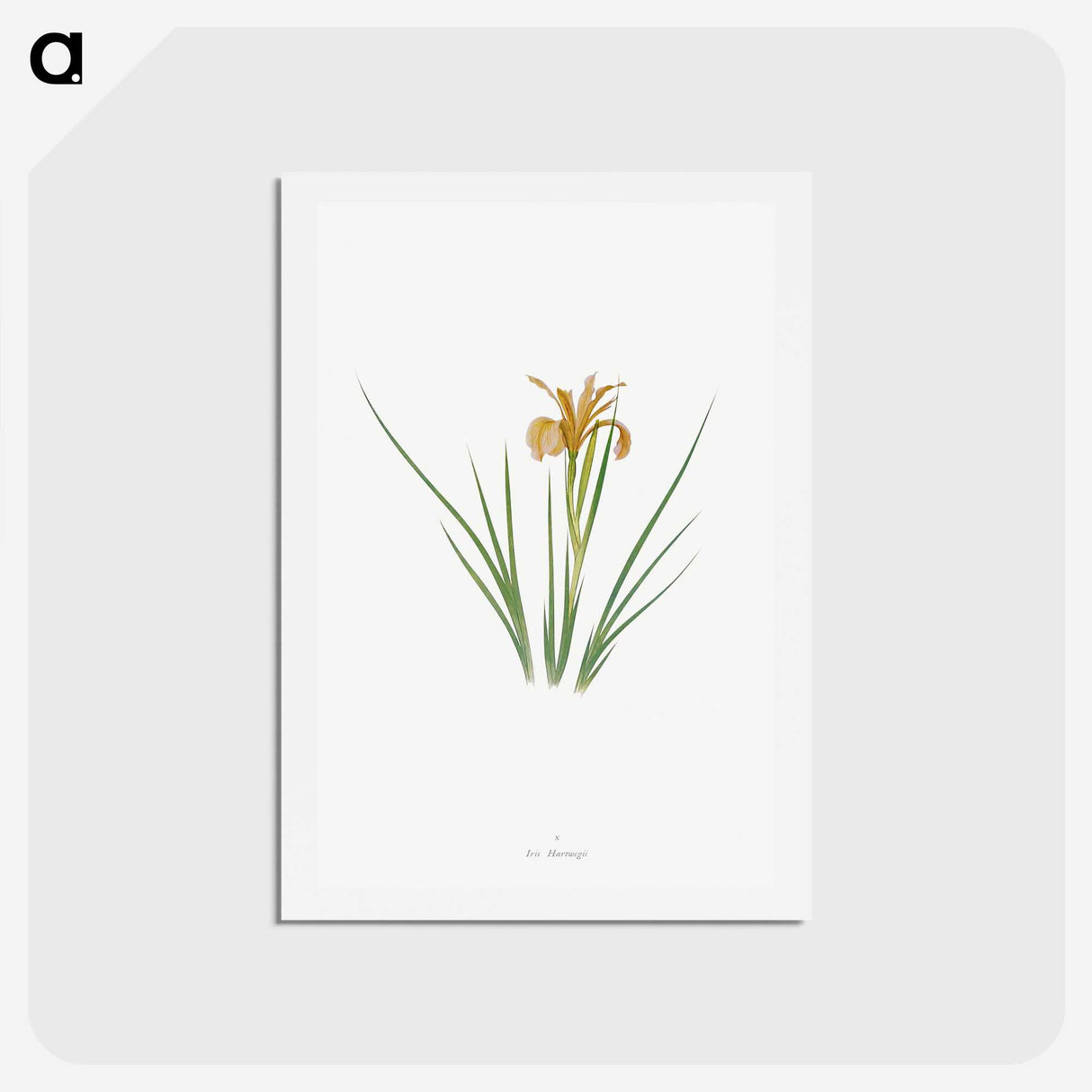 1-40_The-Genus-Iris_hagaki