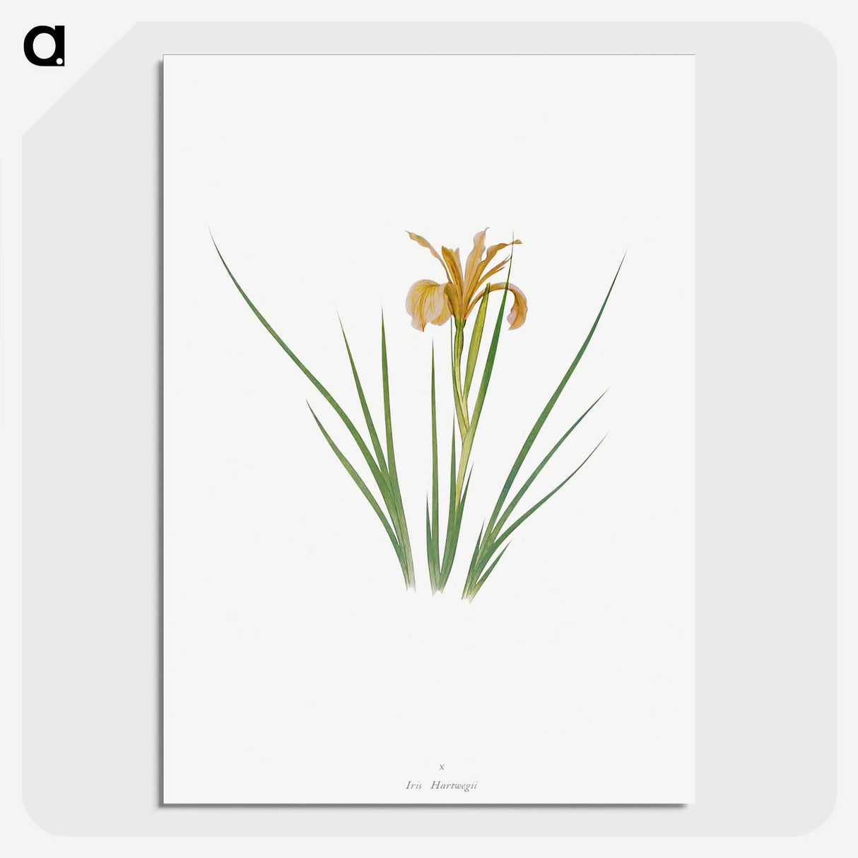 1-40_The-Genus-Iris_picture-crop