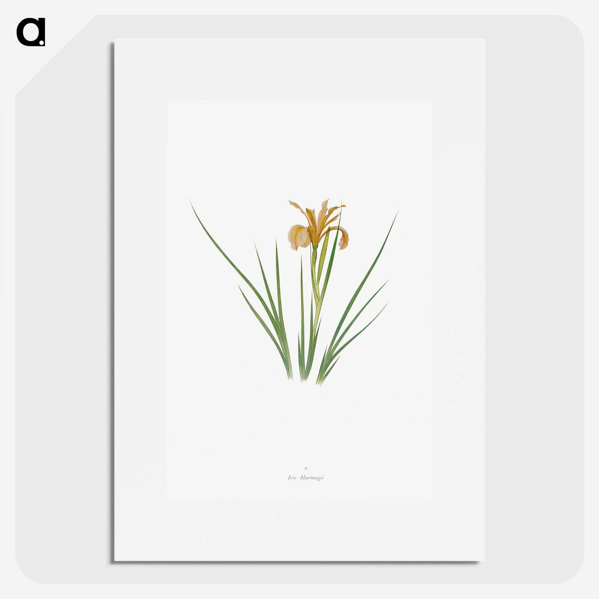 1-40_The-Genus-Iris_picture
