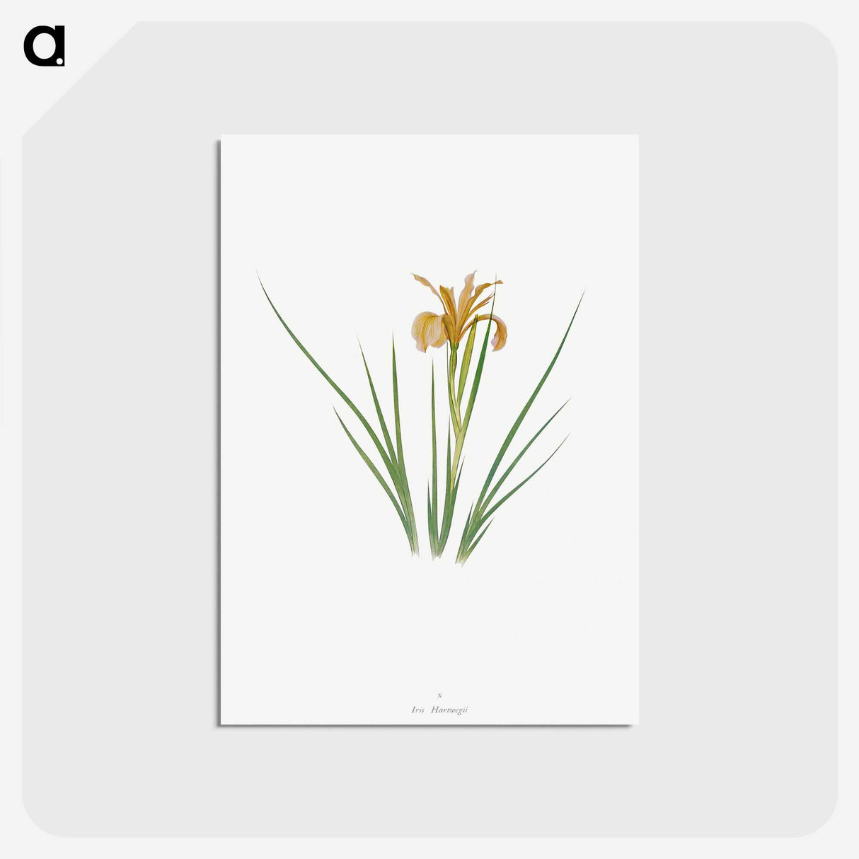 1-40_The-Genus-Iris_postcard