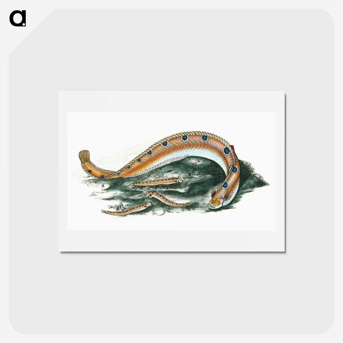 1-40_The-Natural-History-of-British-Fishes_hagaki