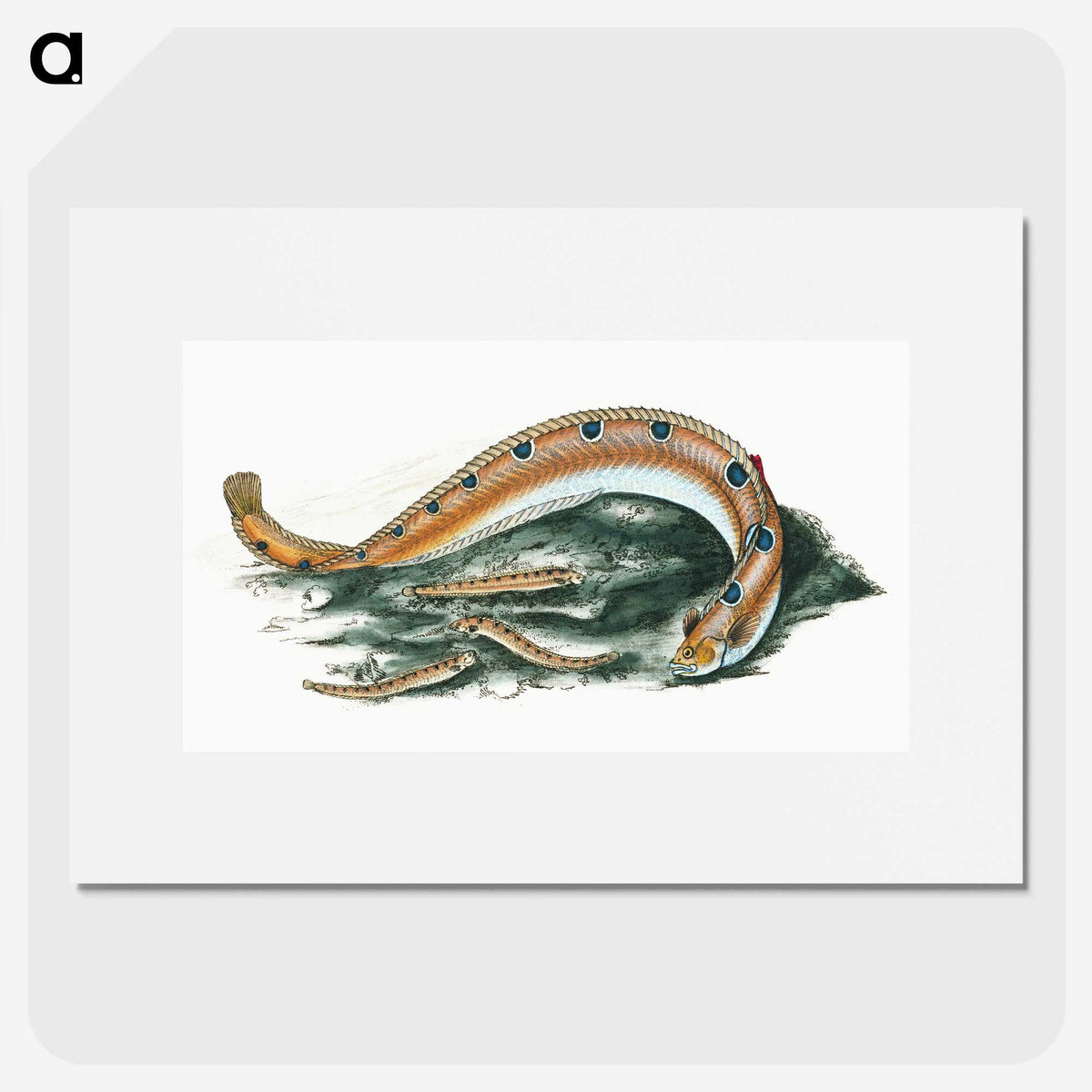 1-40_The-Natural-History-of-British-Fishes_picture