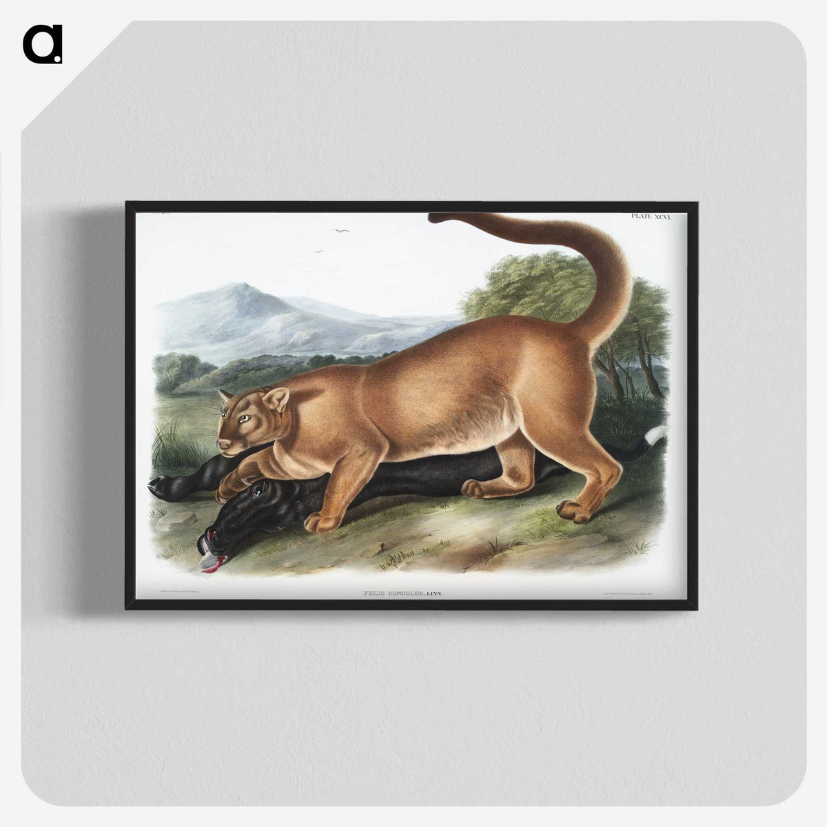 1-40_The-Viviparous-Quadrupeds_blk-crop