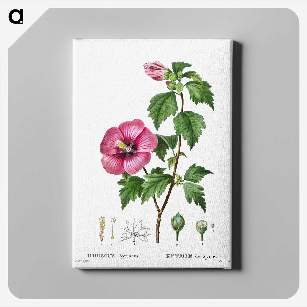 1-40_Treatise-on-Trees-and-Shrubs_canvas