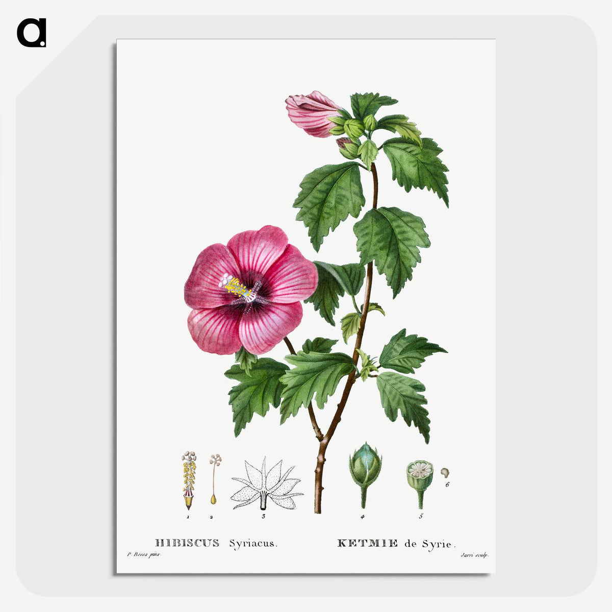 1-40_Treatise-on-Trees-and-Shrubs_picture-crop
